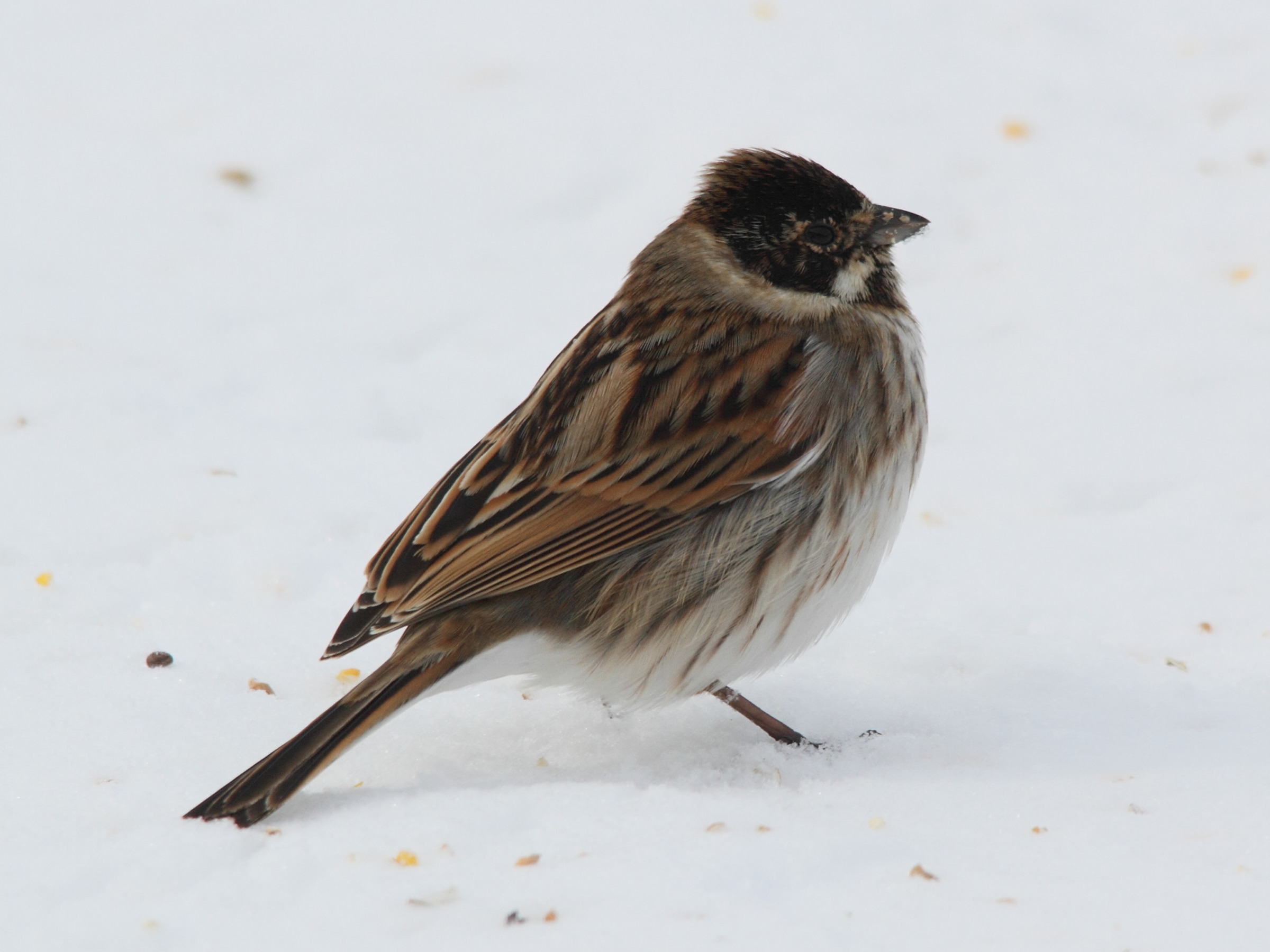 bruant_des_roseaux_-_emberiza_schoeniclus1md