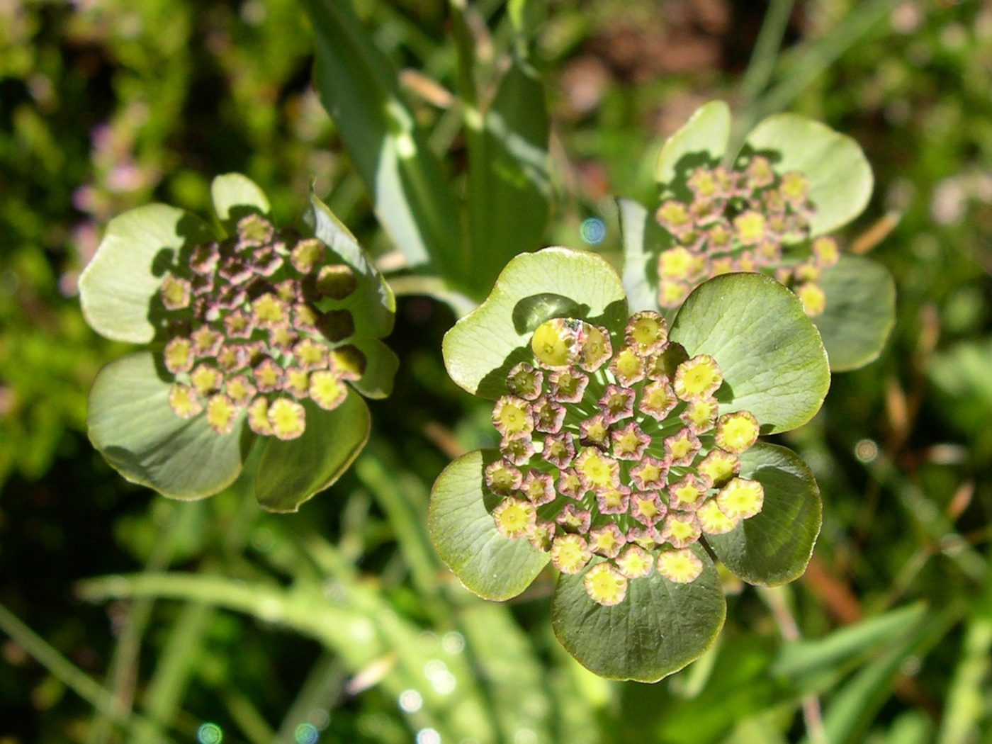 bupleurum_angulosum2md