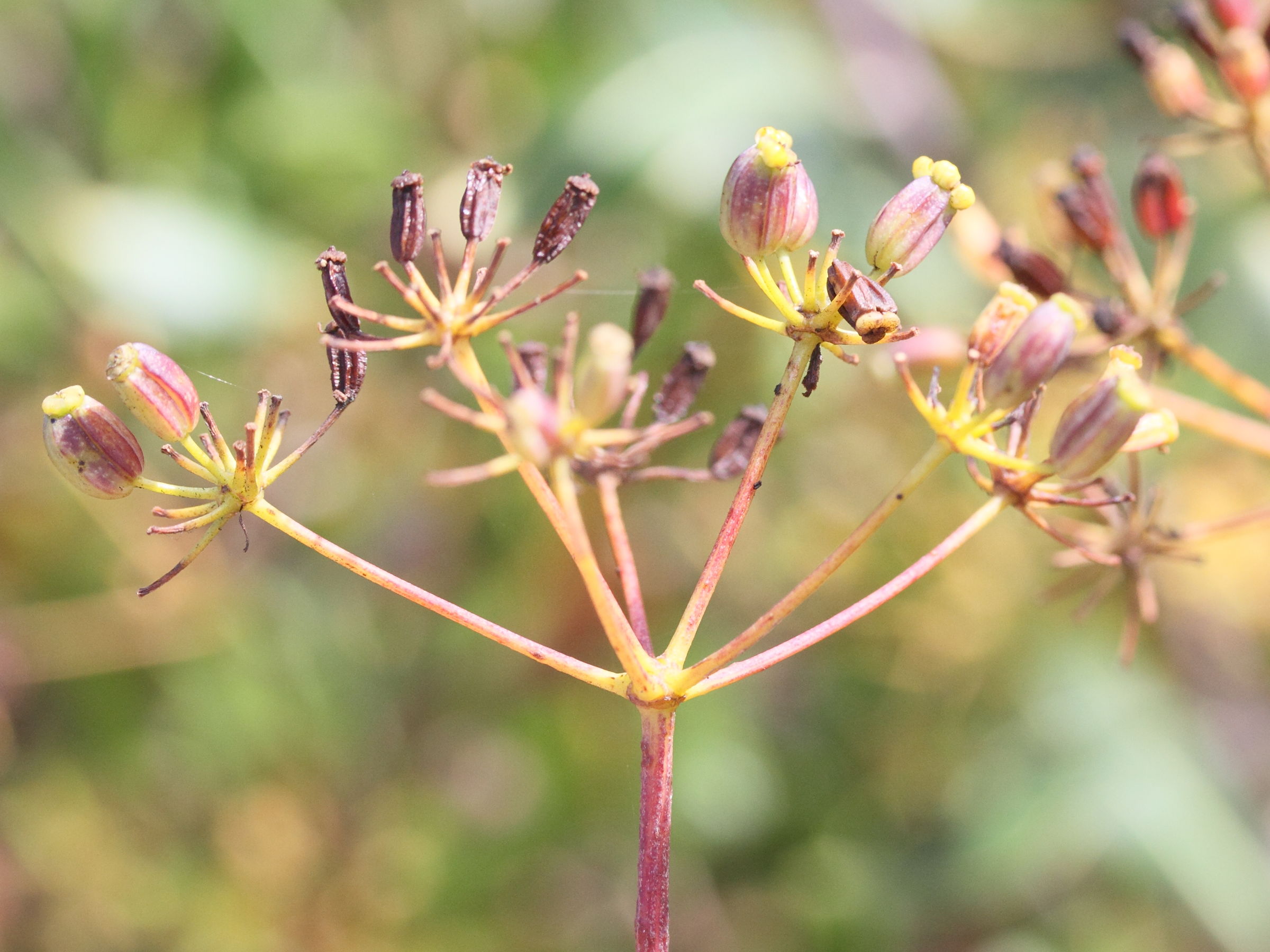 bupleurum_fruticosum5md