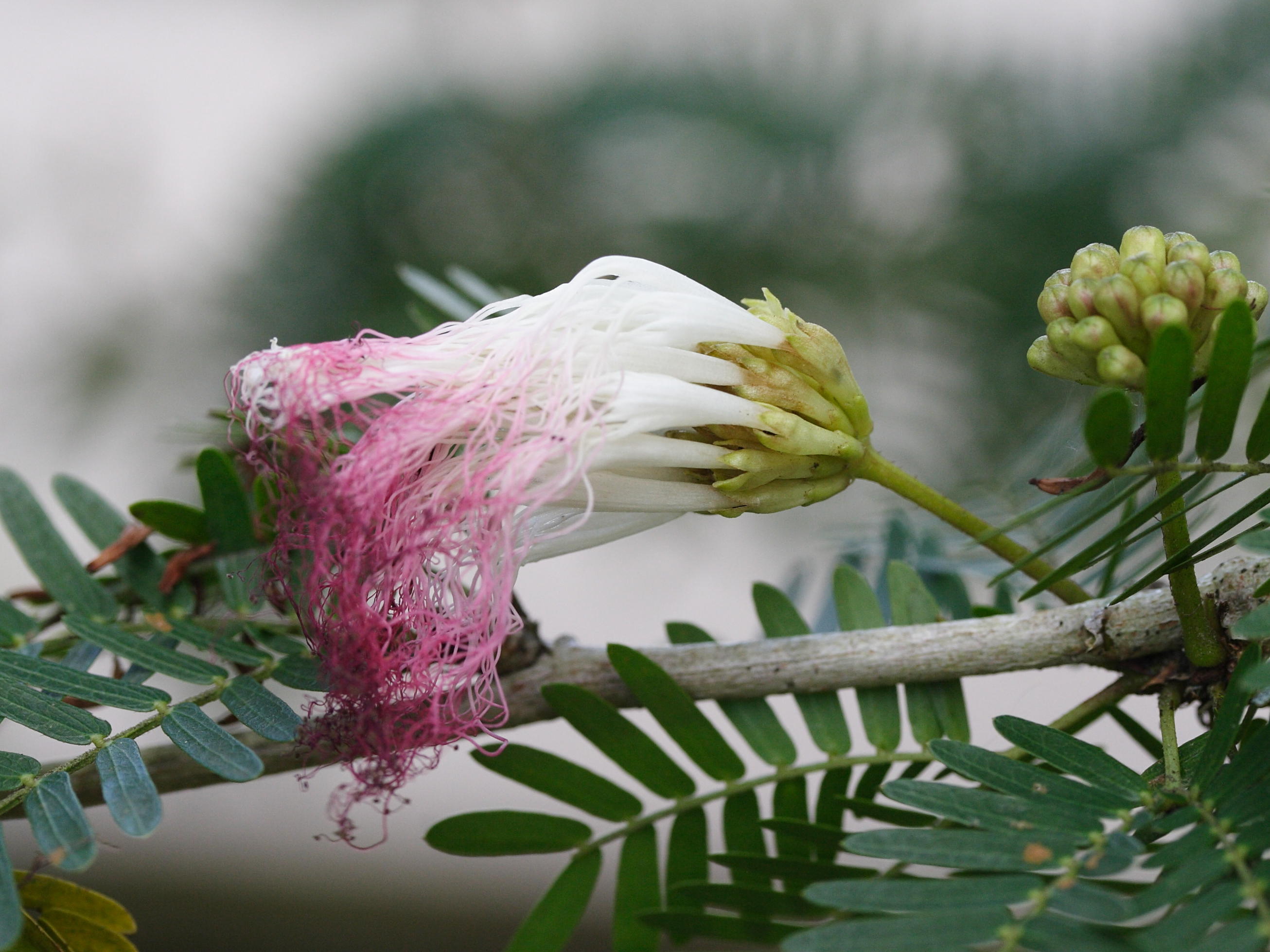 Afficher le média calliandra_surinamensis1md calliandra_surinamensis1md