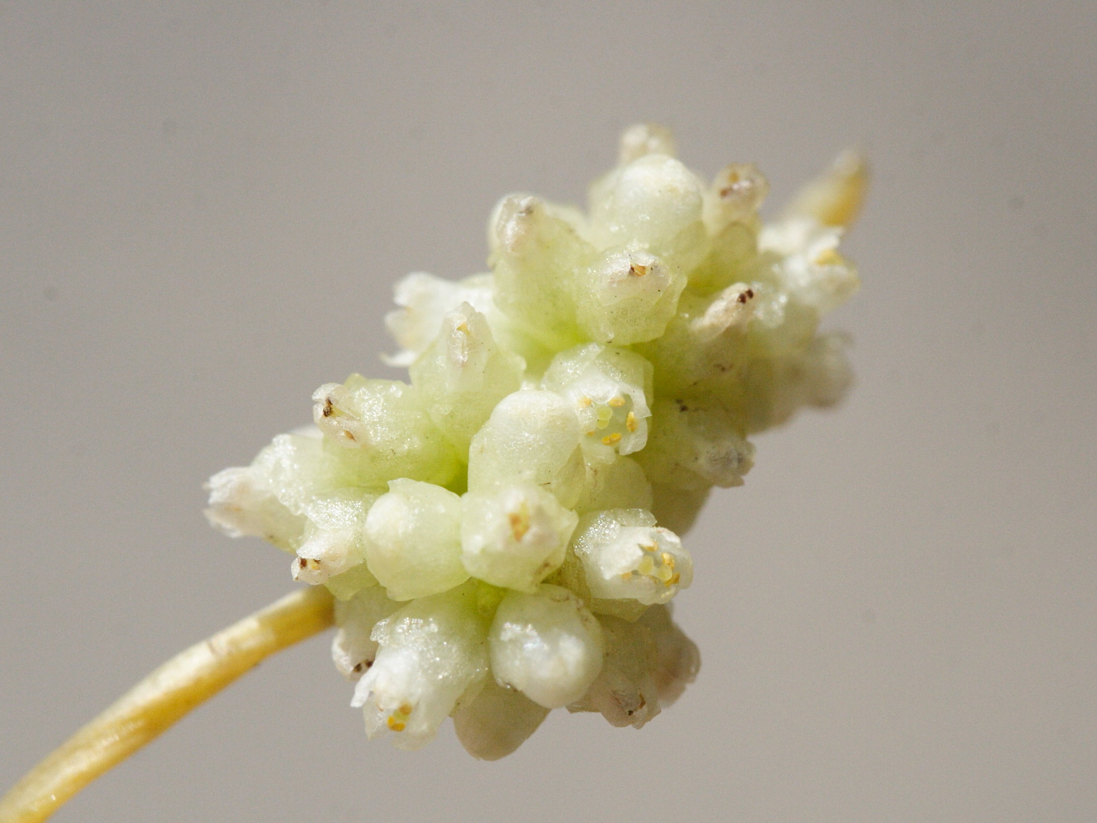 cassytha_filiformis4md