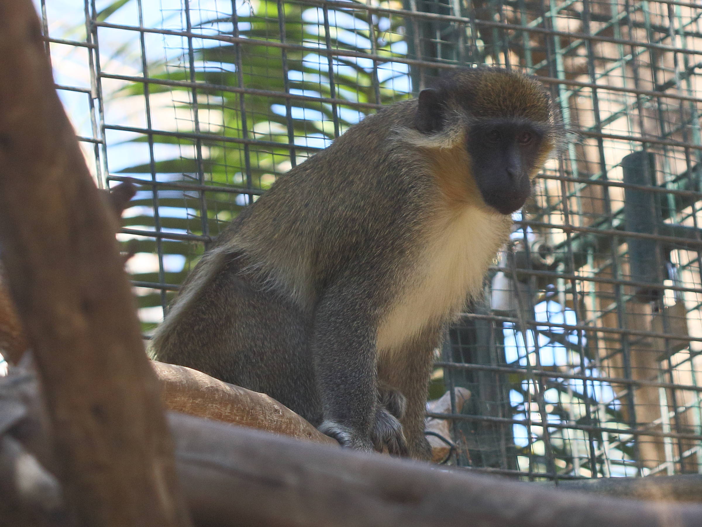 chlorocebus_aethiops1bd