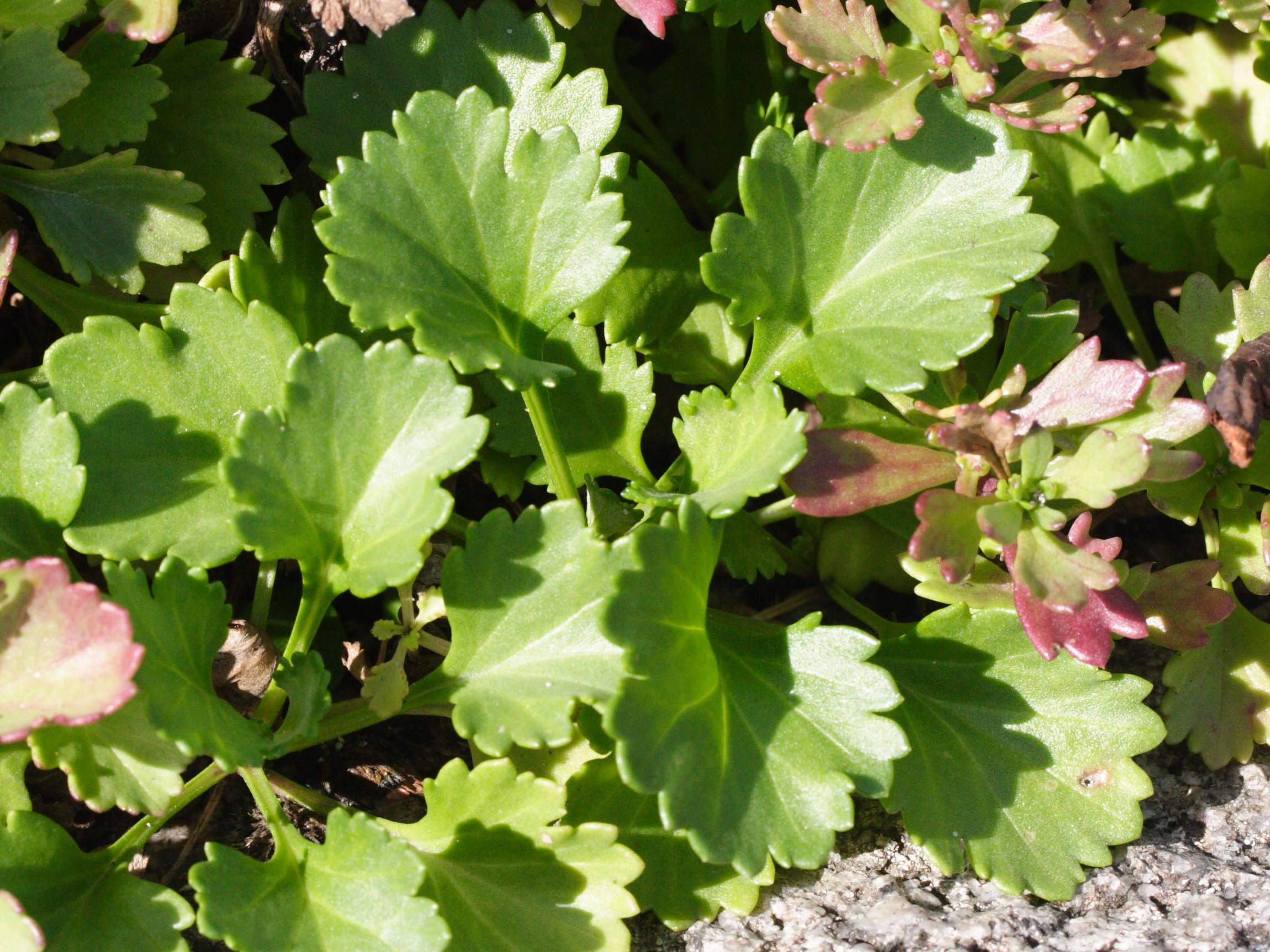 Afficher le média chrysanthemum_arcticum3md chrysanthemum_arcticum3md