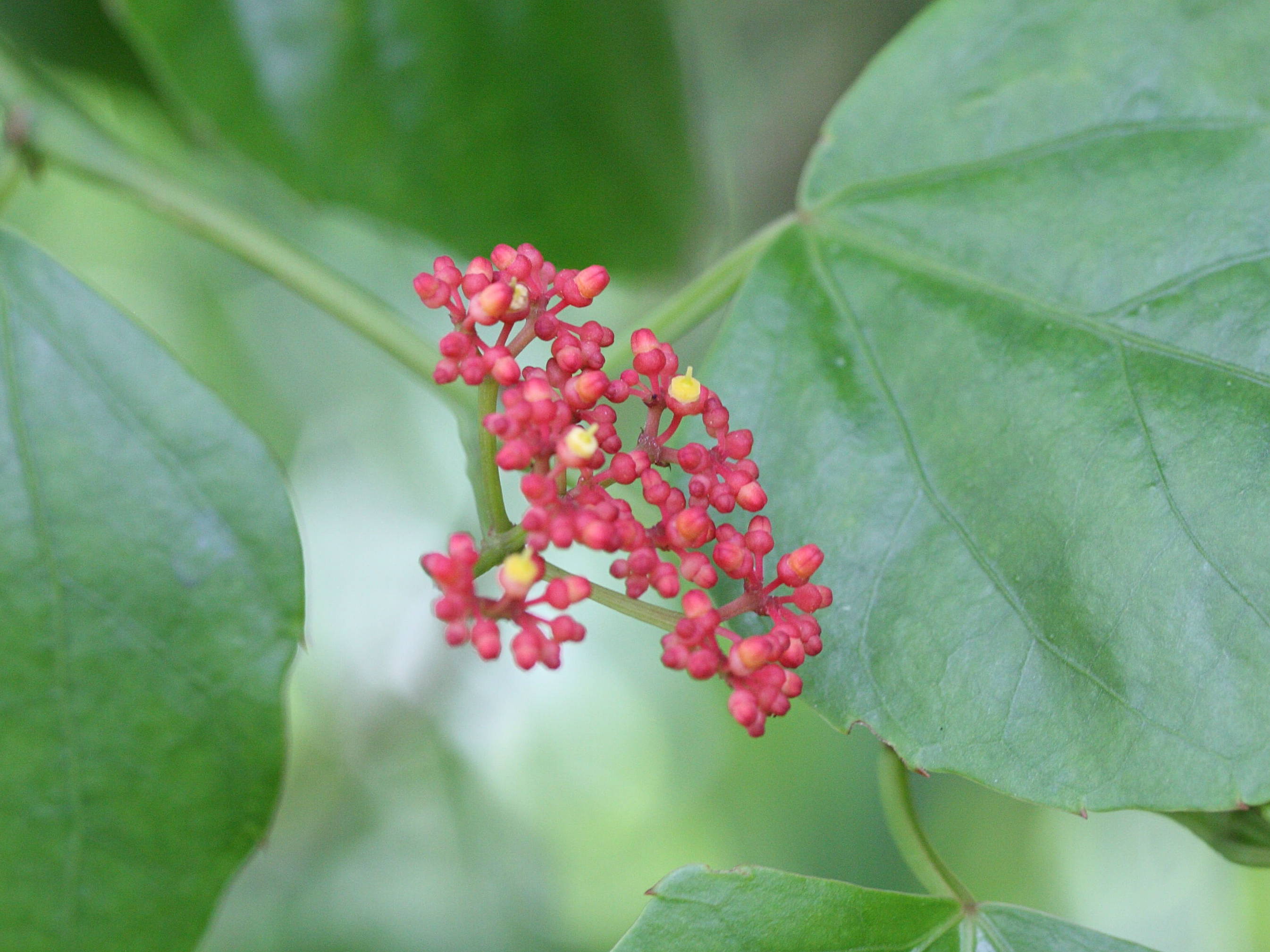 cissus_verticillata1md