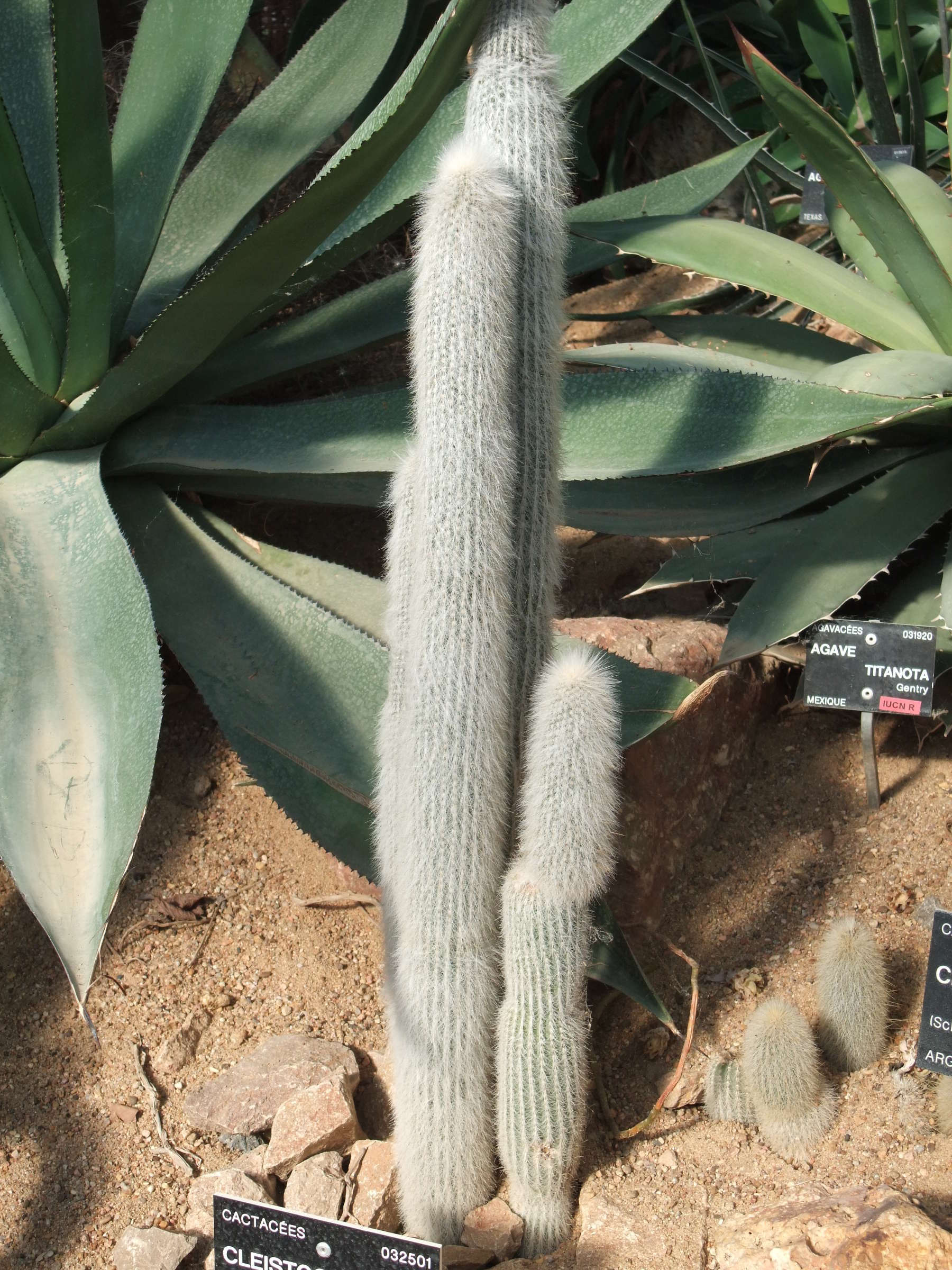 Afficher le média cleistocactus_straussi1sd cleistocactus_straussi1sd