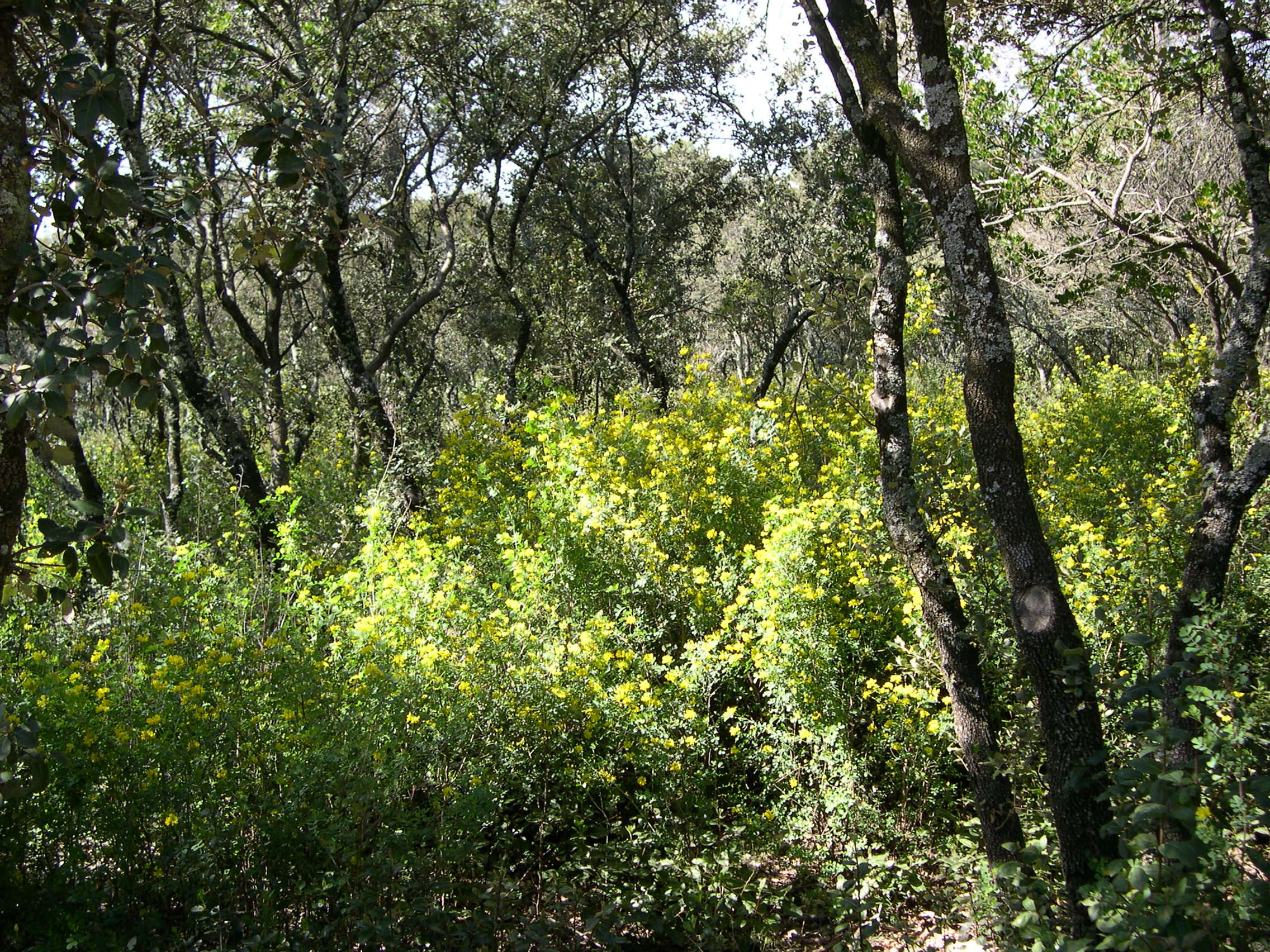 coronilla_valentina_glauca4md