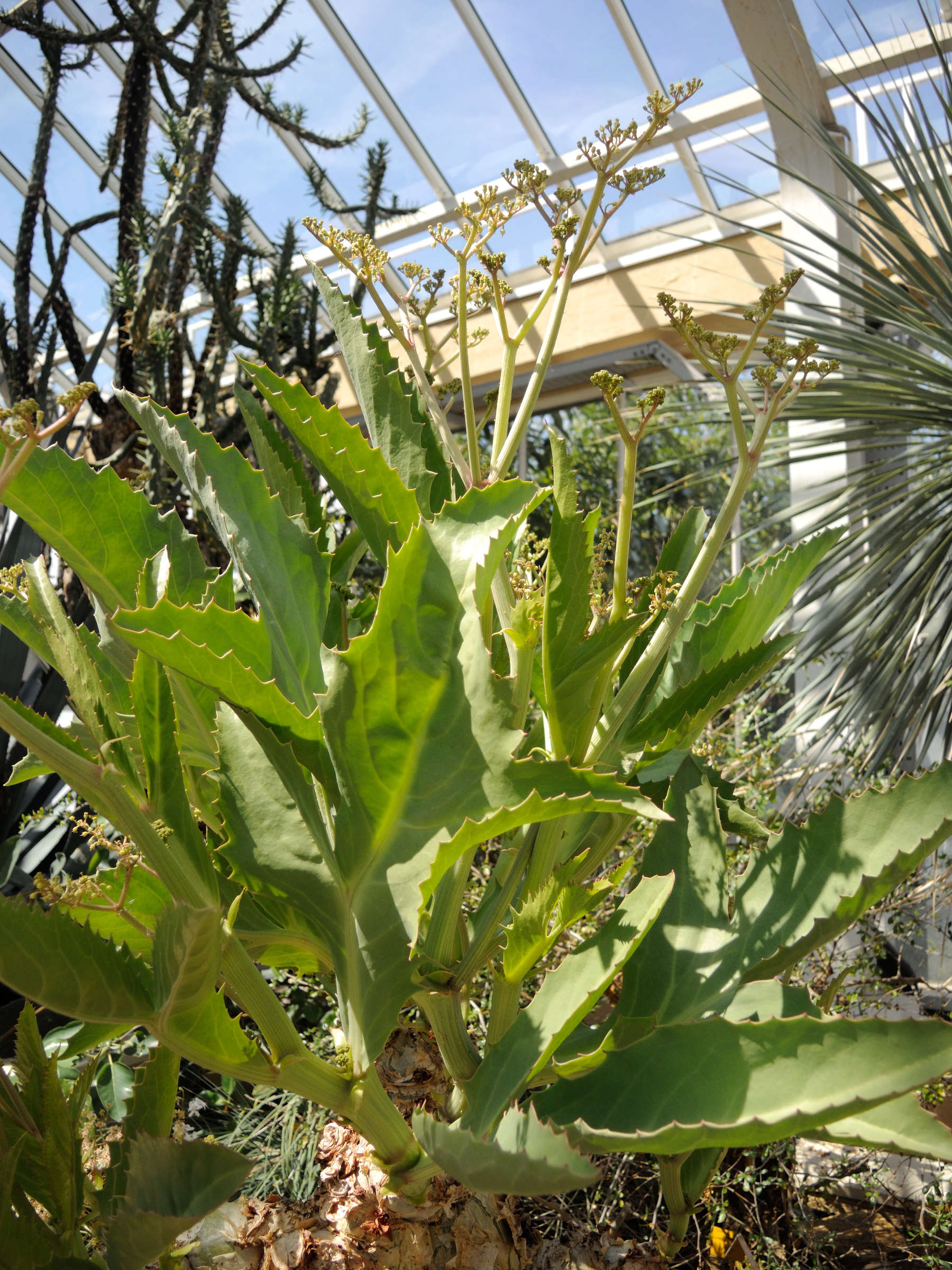 cyphostemma_juttae2md