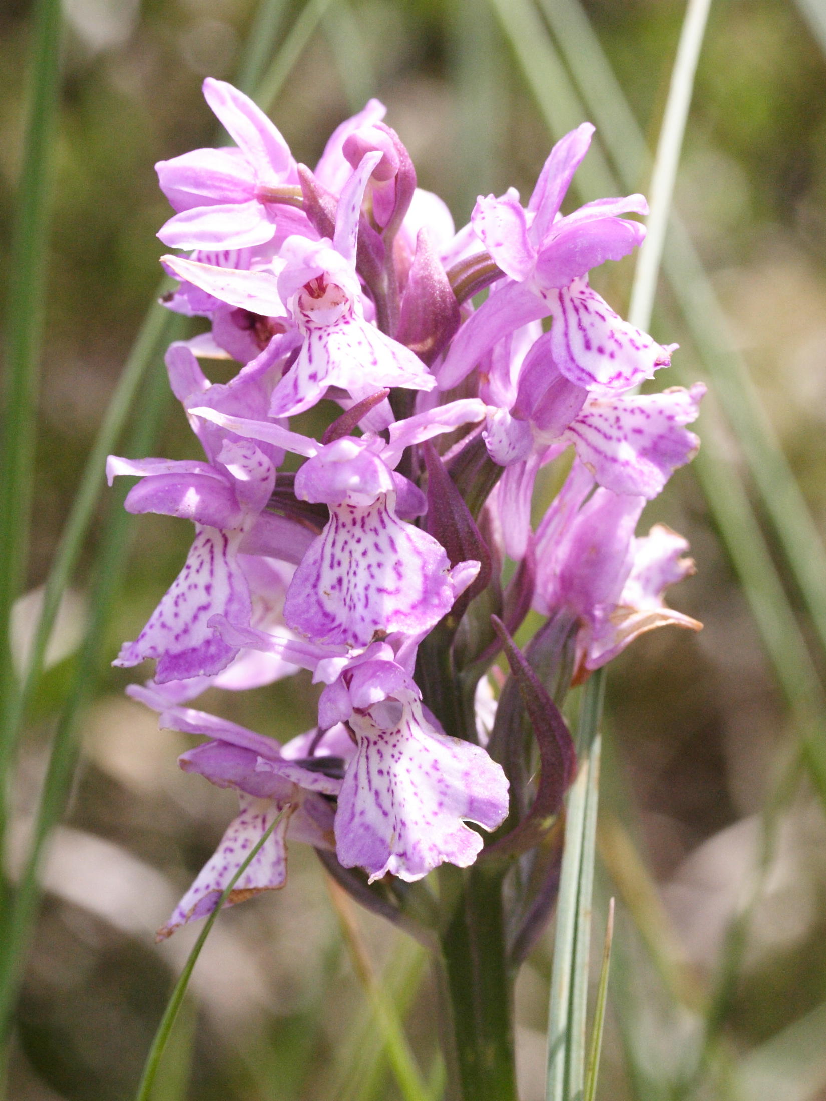 dactylorhiza_sphagnicola2md