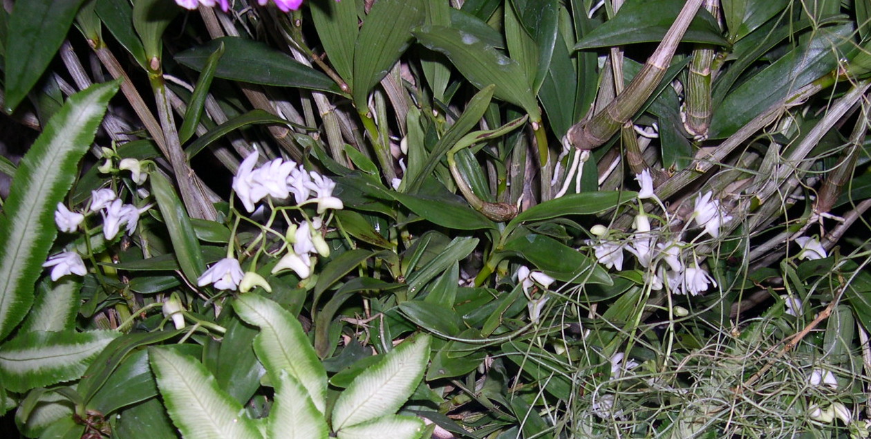 Afficher le média dendrobium_kingianum_album1fca dendrobium_kingianum_album1fca