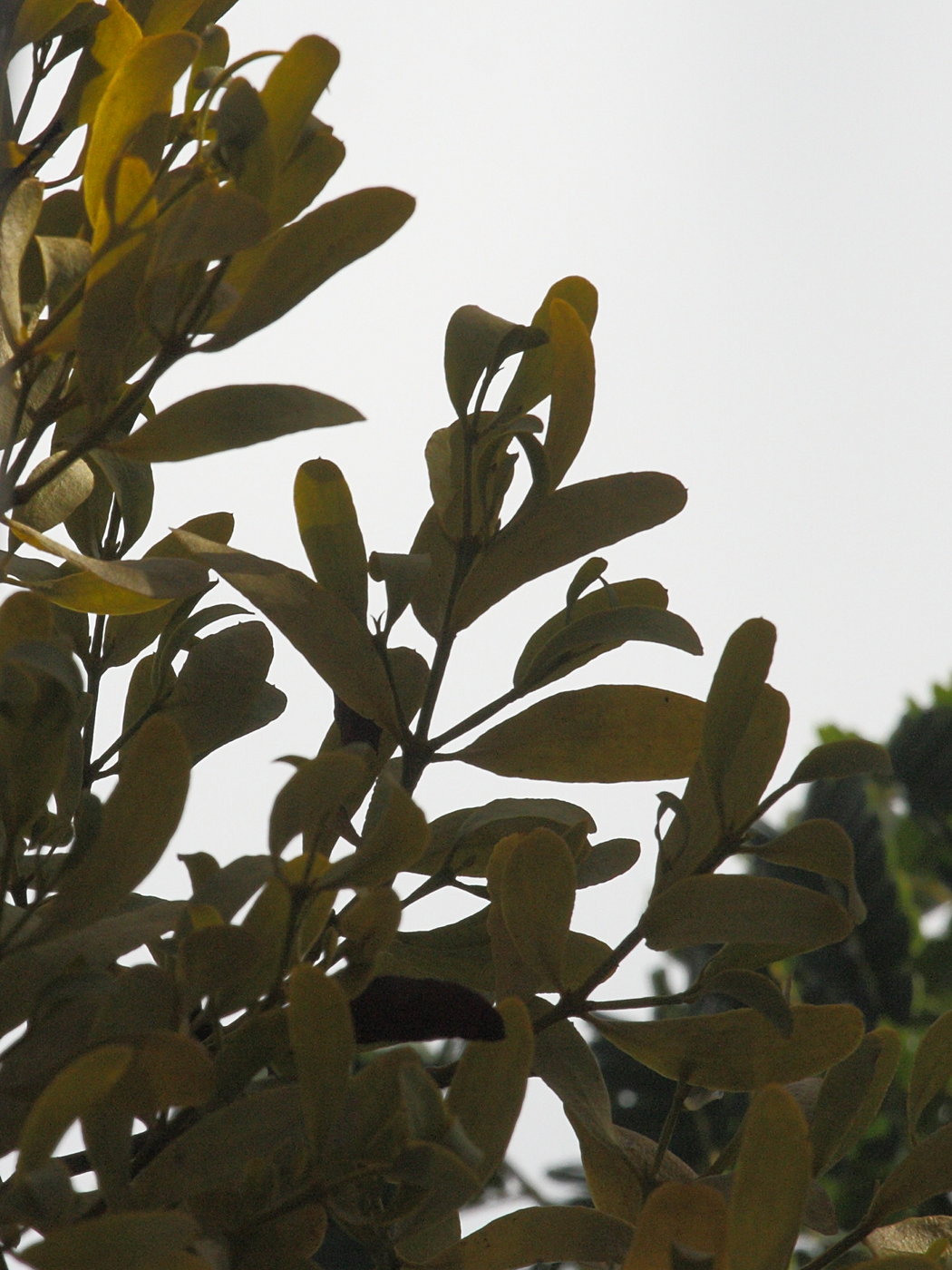 Afficher le média dendropemon_caribaeus4bd dendropemon_caribaeus4bd