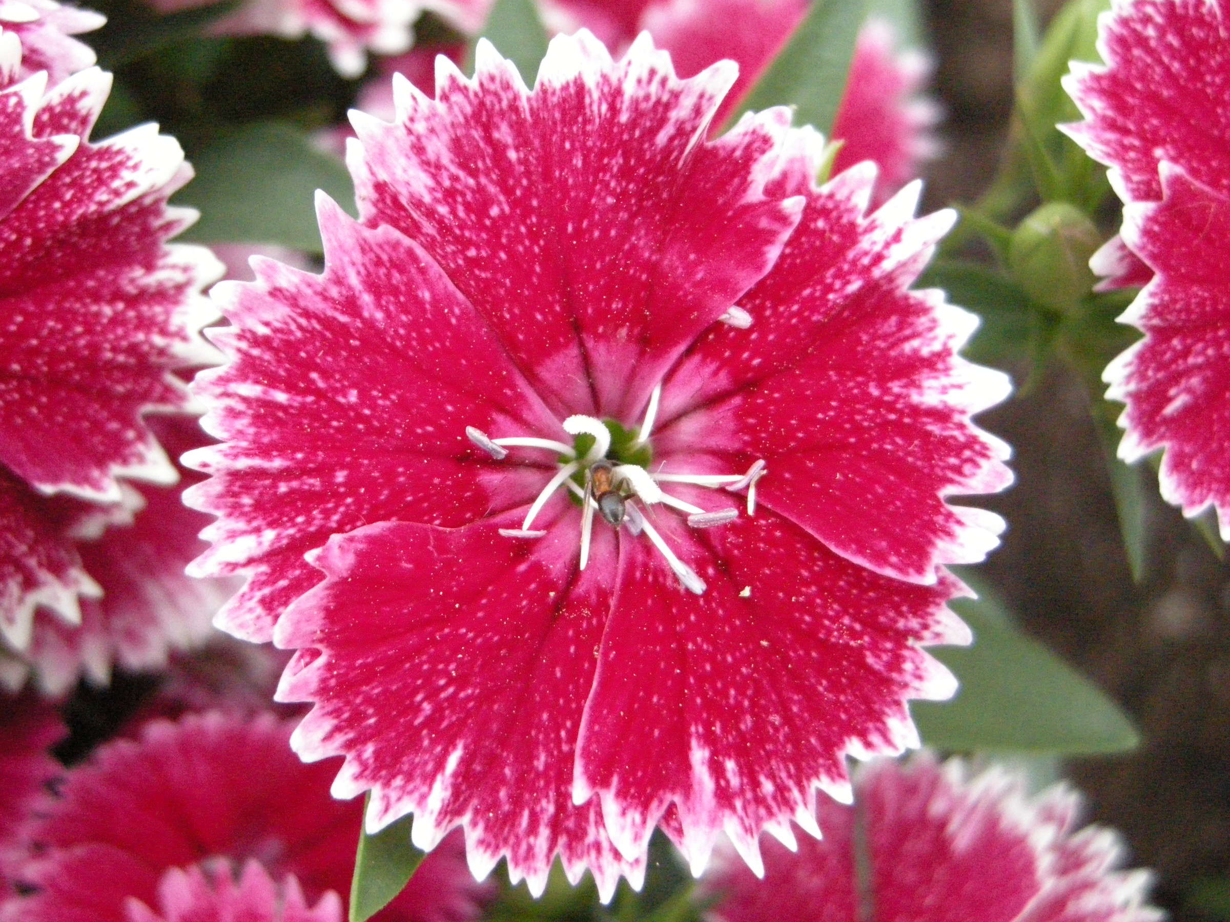 Afficher le média dianthus_chinensis3md dianthus_chinensis3md