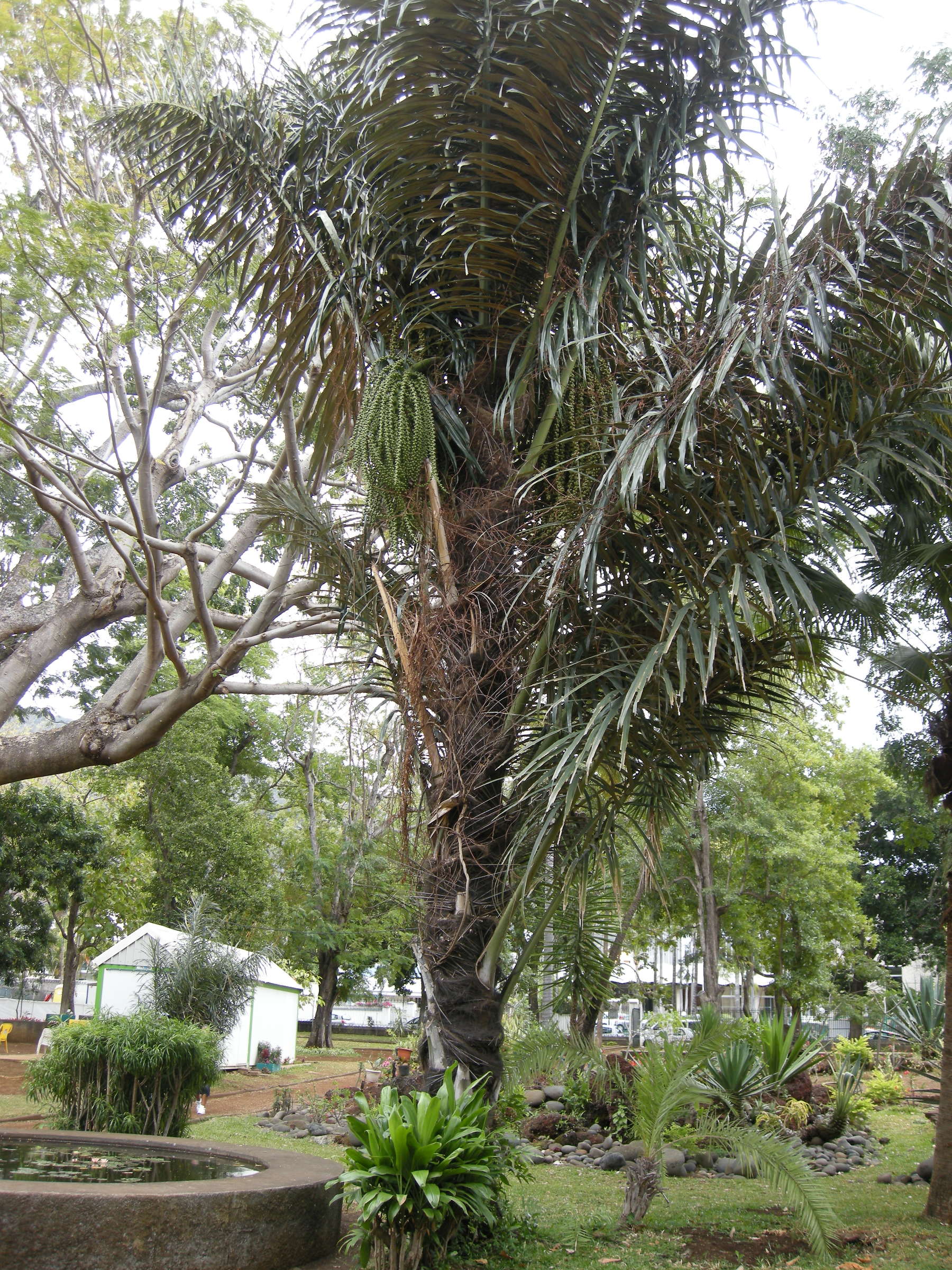 elaeis_guineensis1md