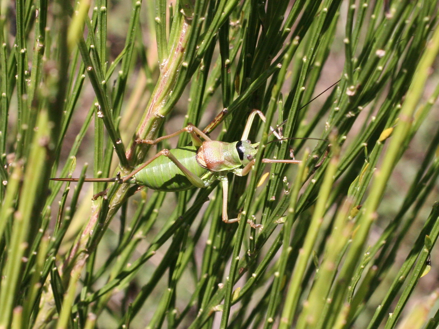 Afficher le média ephippiger_ephippiger3md ephippiger_ephippiger3md