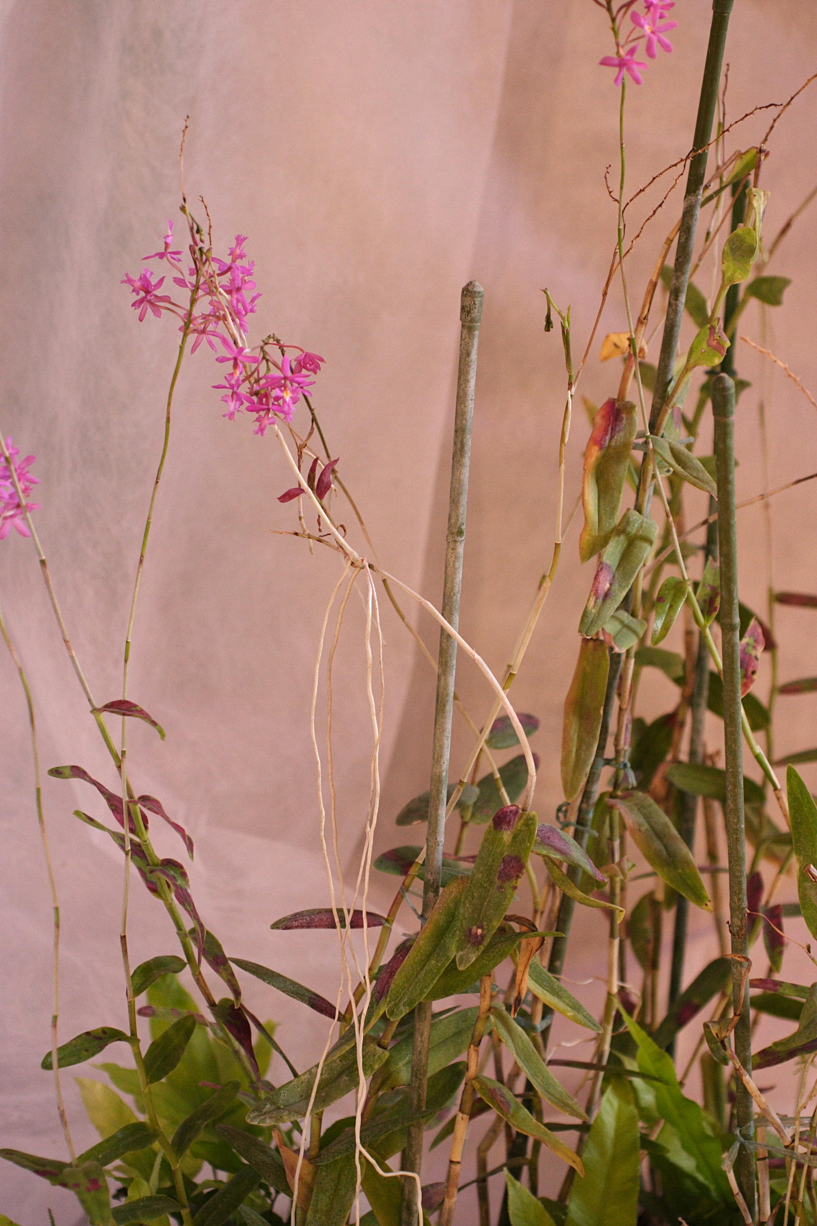 epidendrum_radicans1md