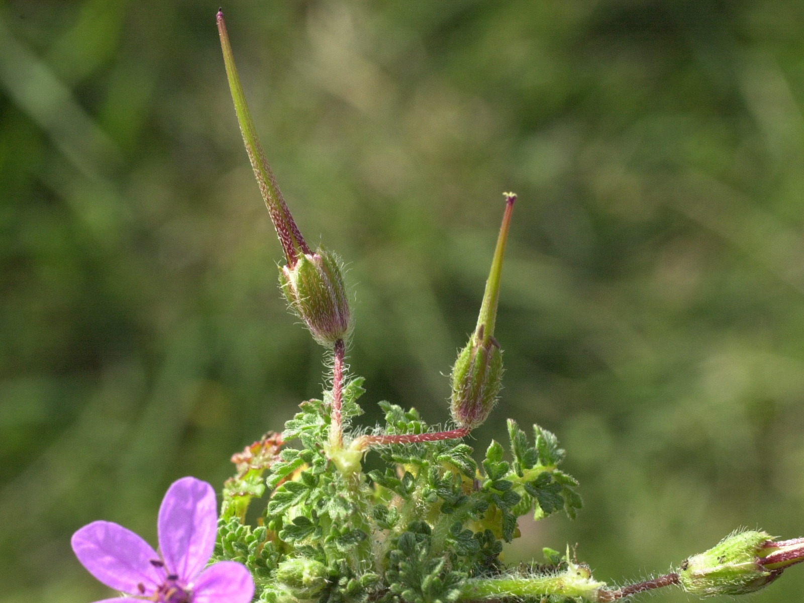 erodium_cicutarium_nain3md