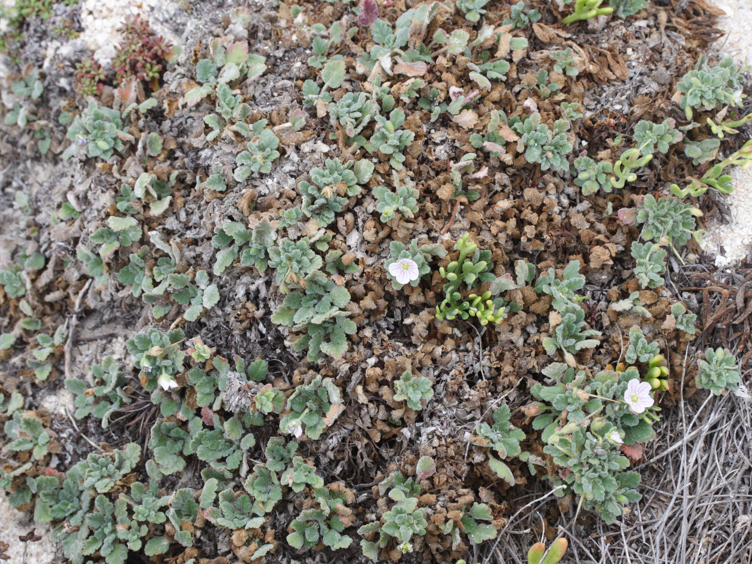 Afficher le média erodium_corsicum1md erodium_corsicum1md