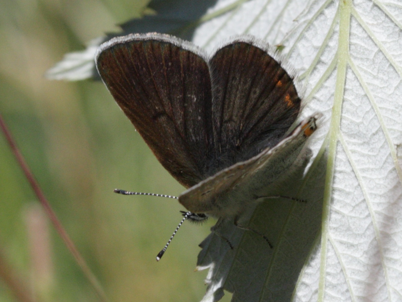 eumedonia_eumedon1bd