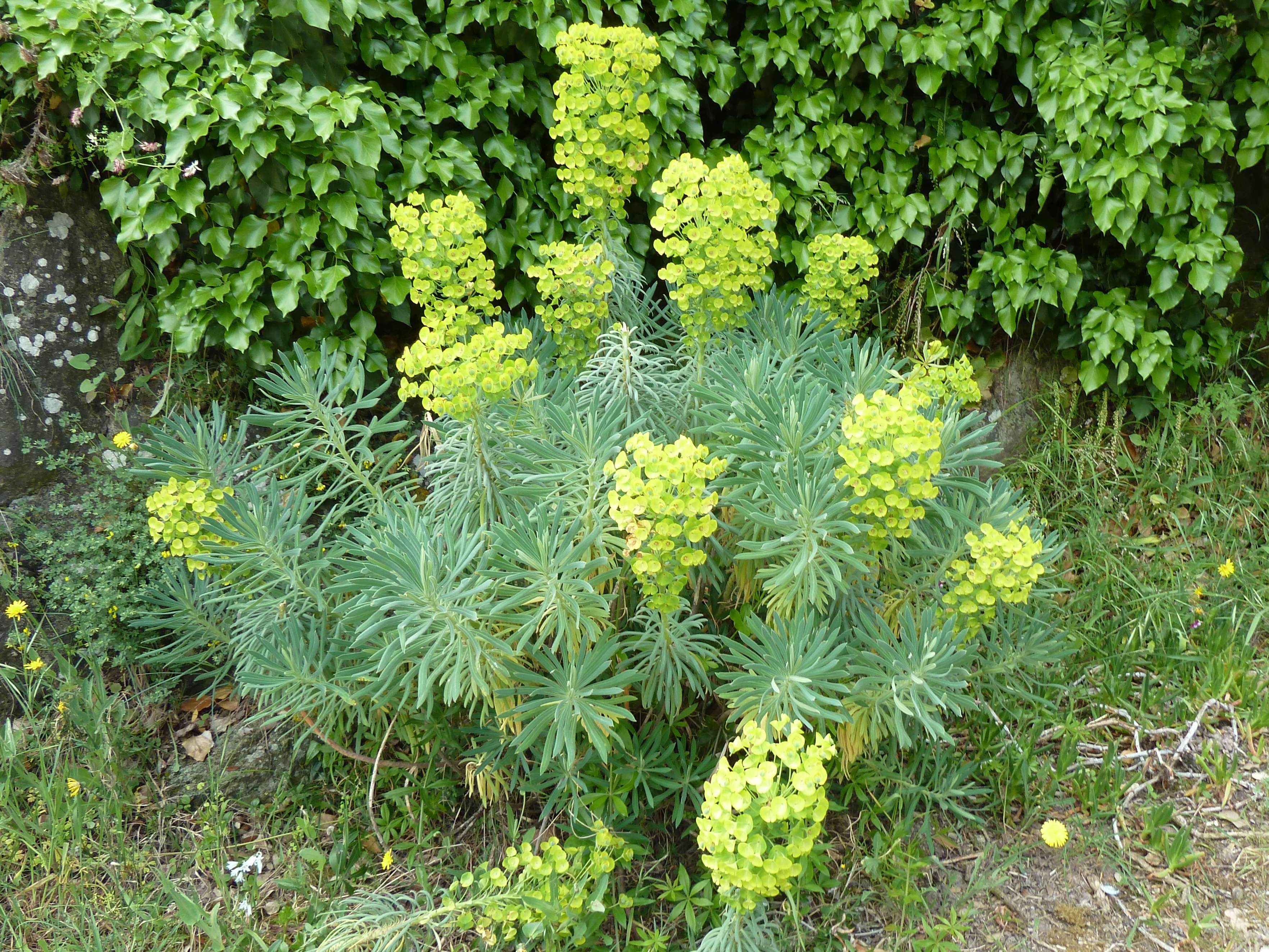 Afficher le média euphorbia_characias1cgv euphorbia_characias1cgv