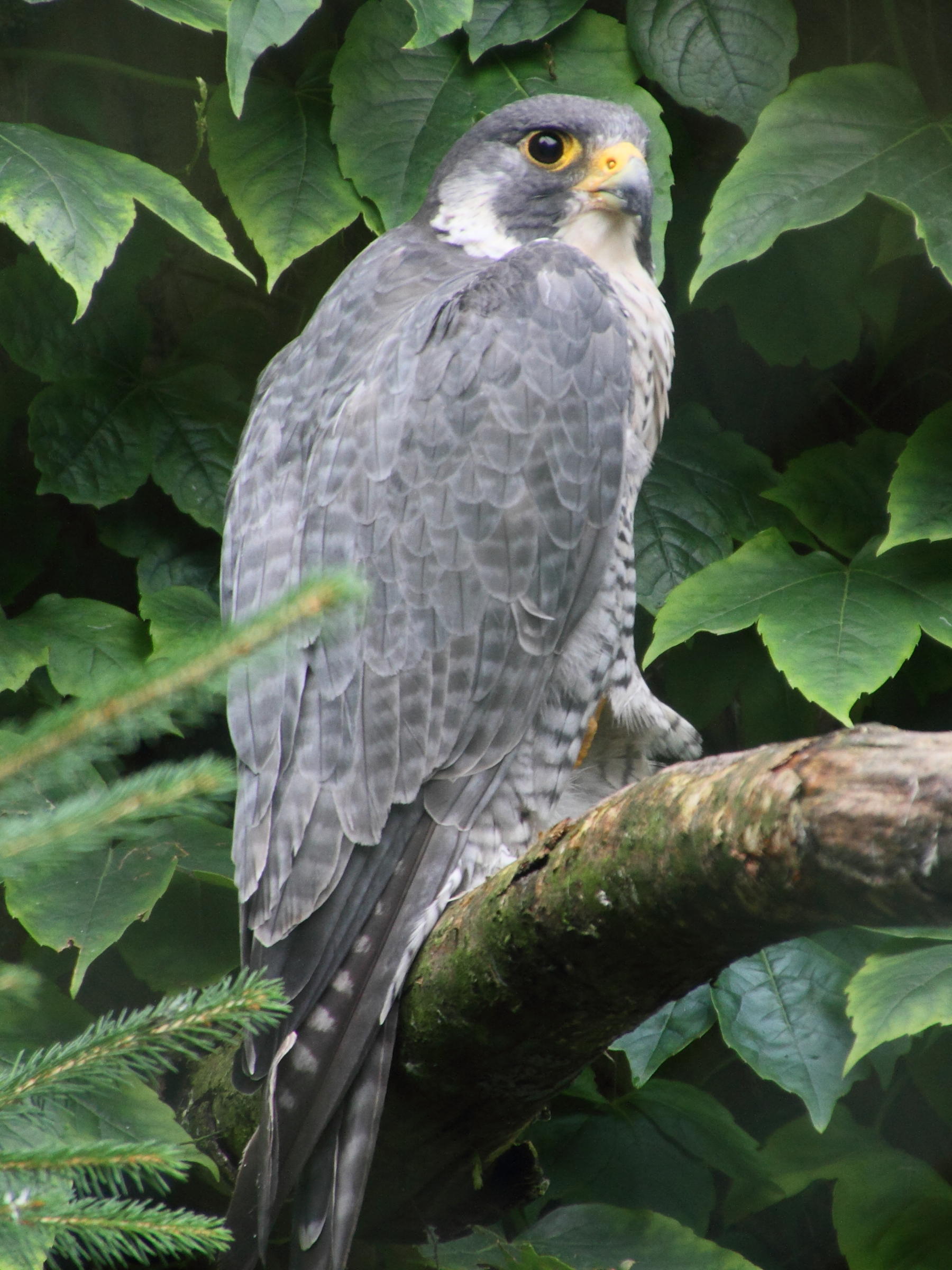 faucon_pelerin_-_falco_peregrinus3md