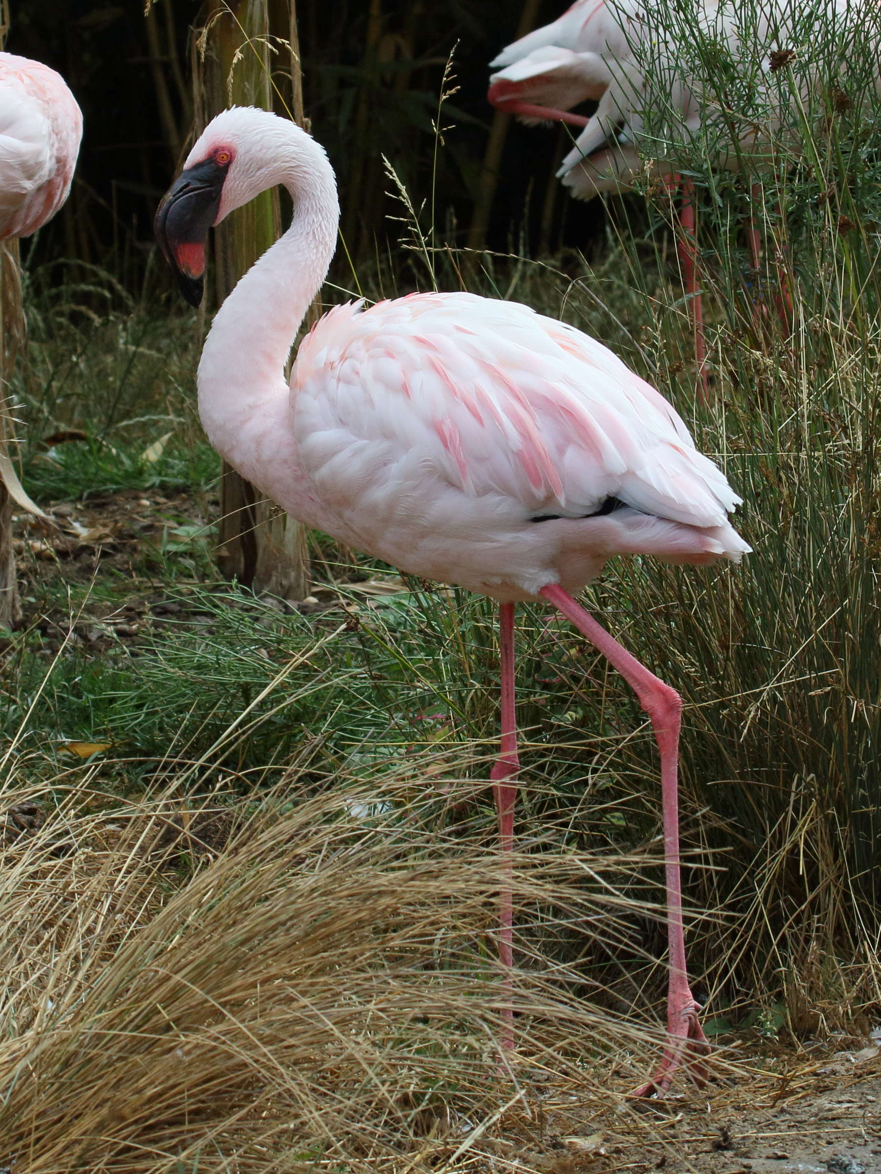 flamant_nain_-_phoeniconaias_minor3bd