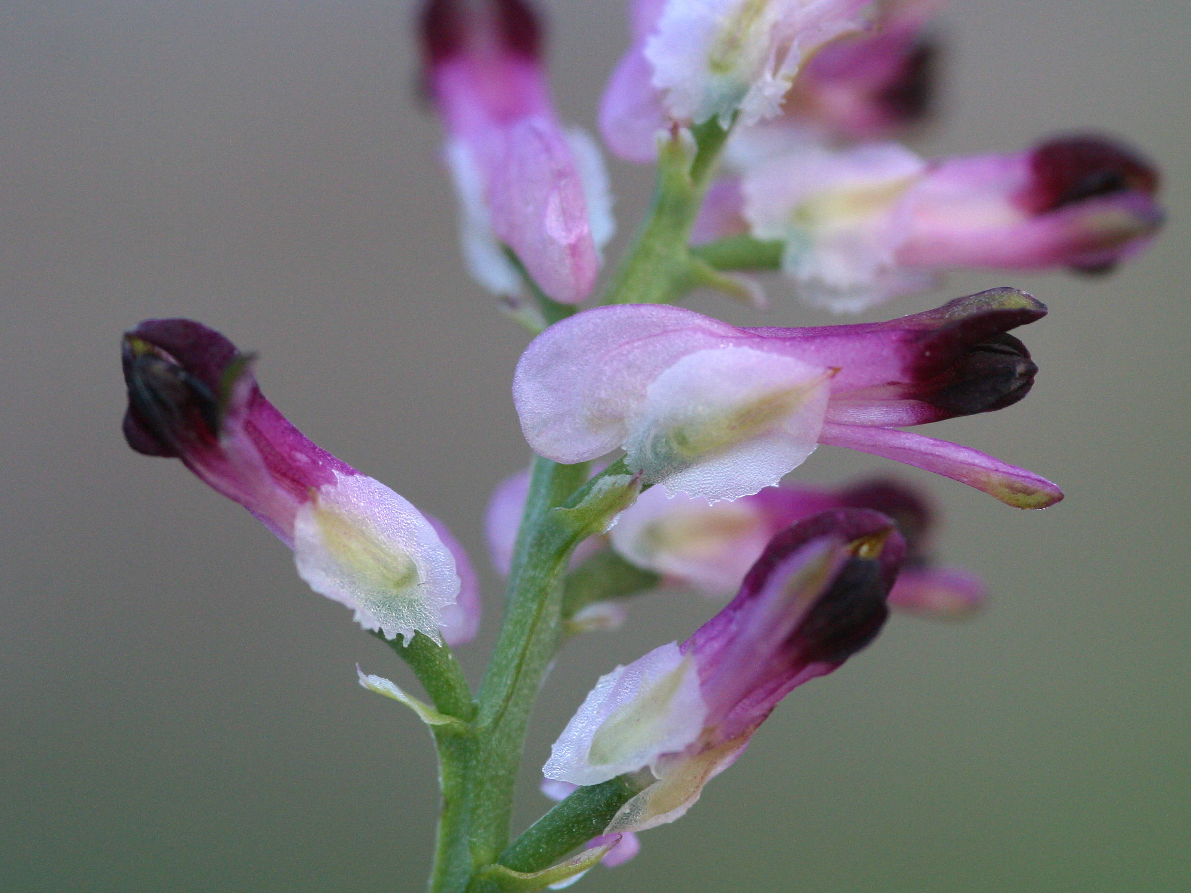 Afficher le média Fumaria_officinalis officinalis Fumaria_officinalis officinalis