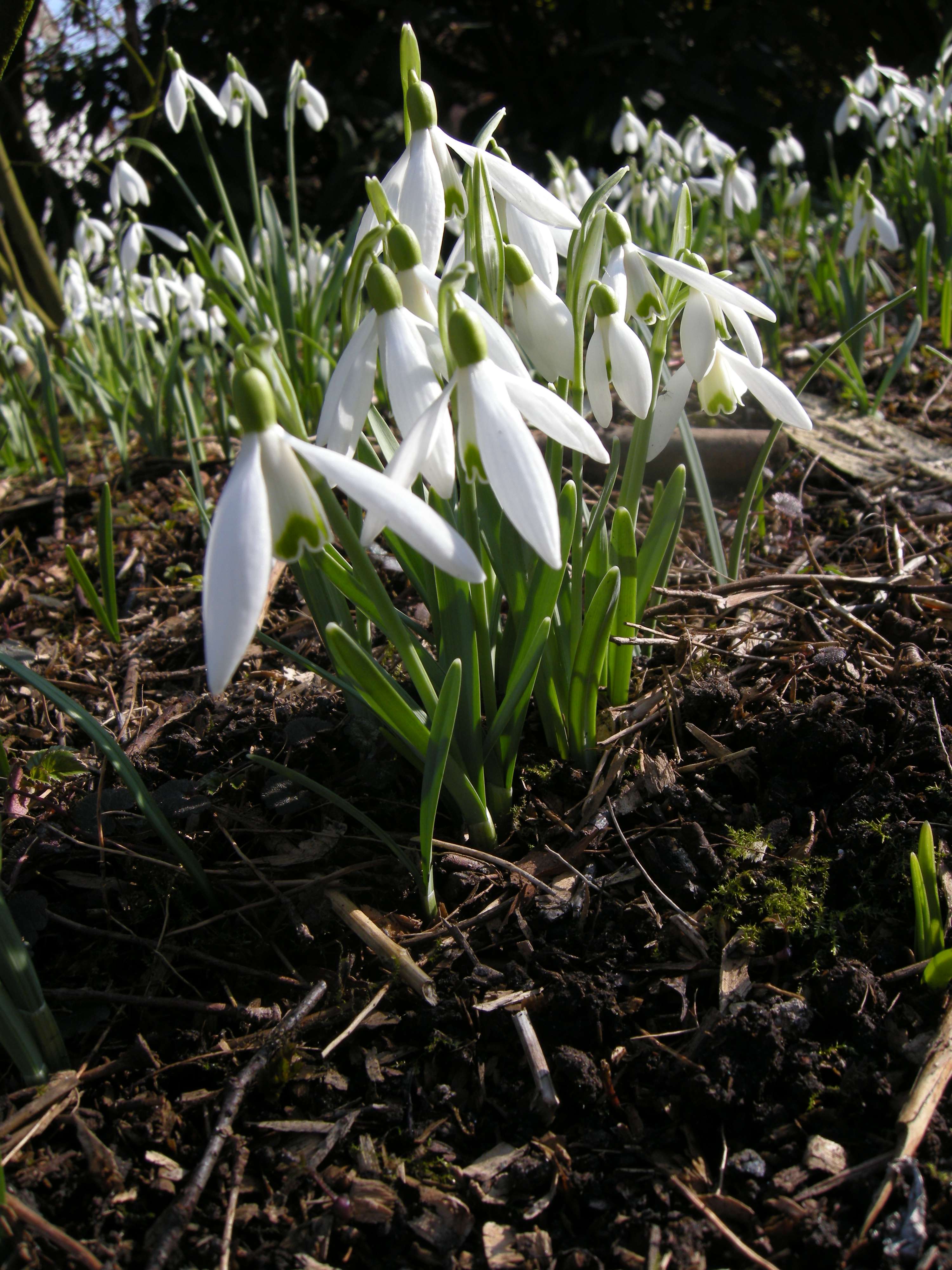 galanthus_nivalis1cmd