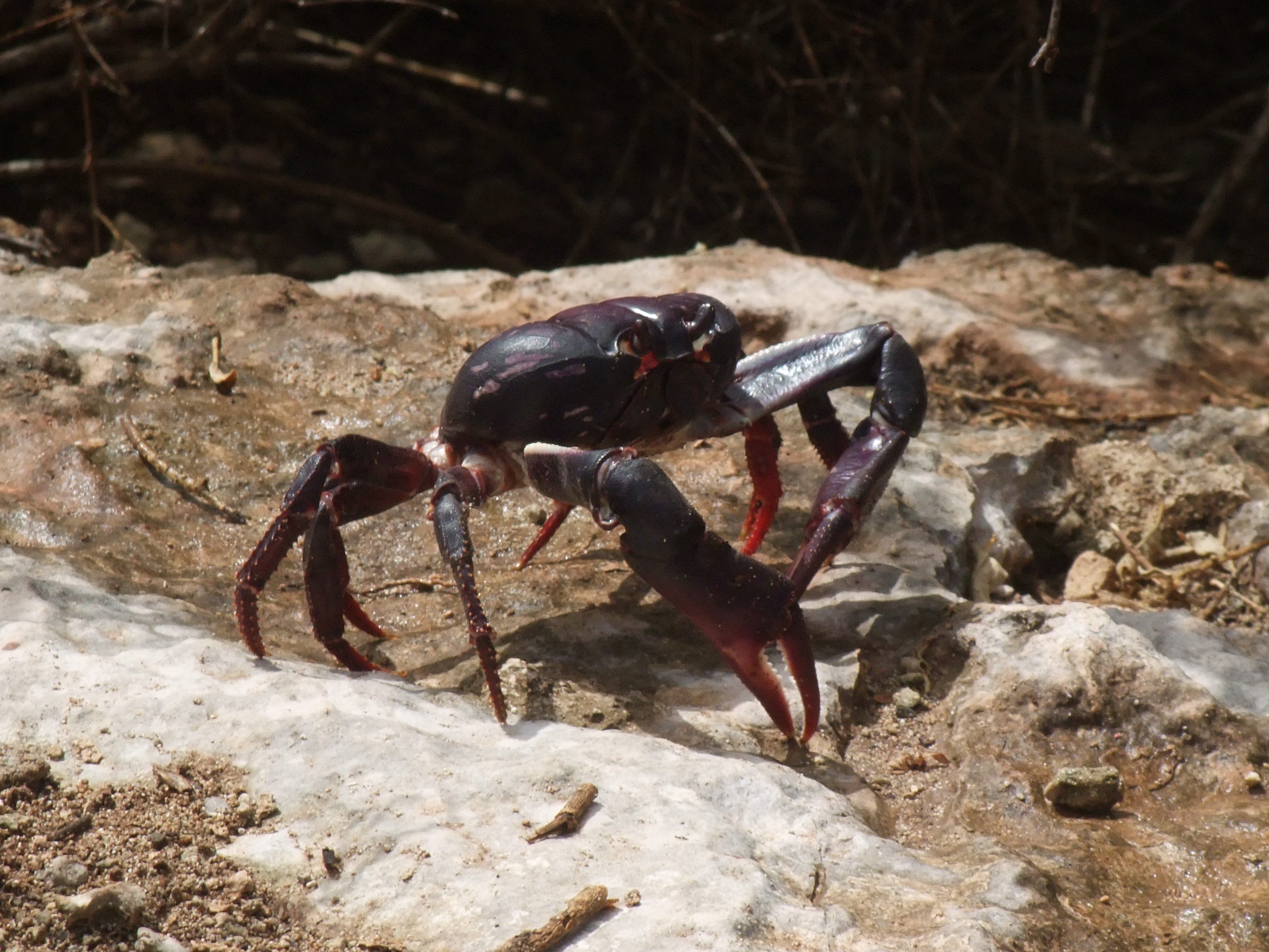 gecarcinus_lateralis2sd