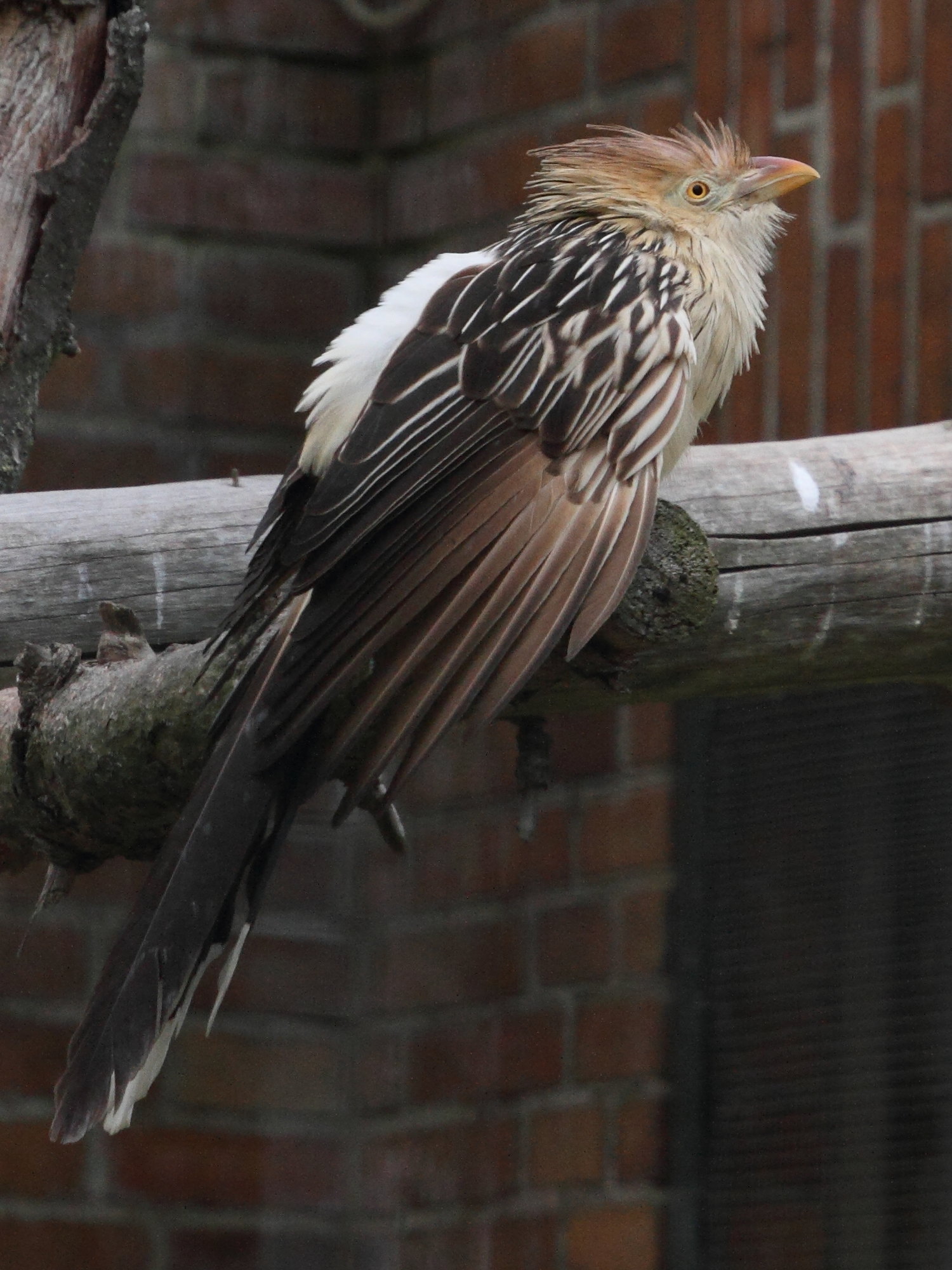 guira_cantara_-_guira_guira4md