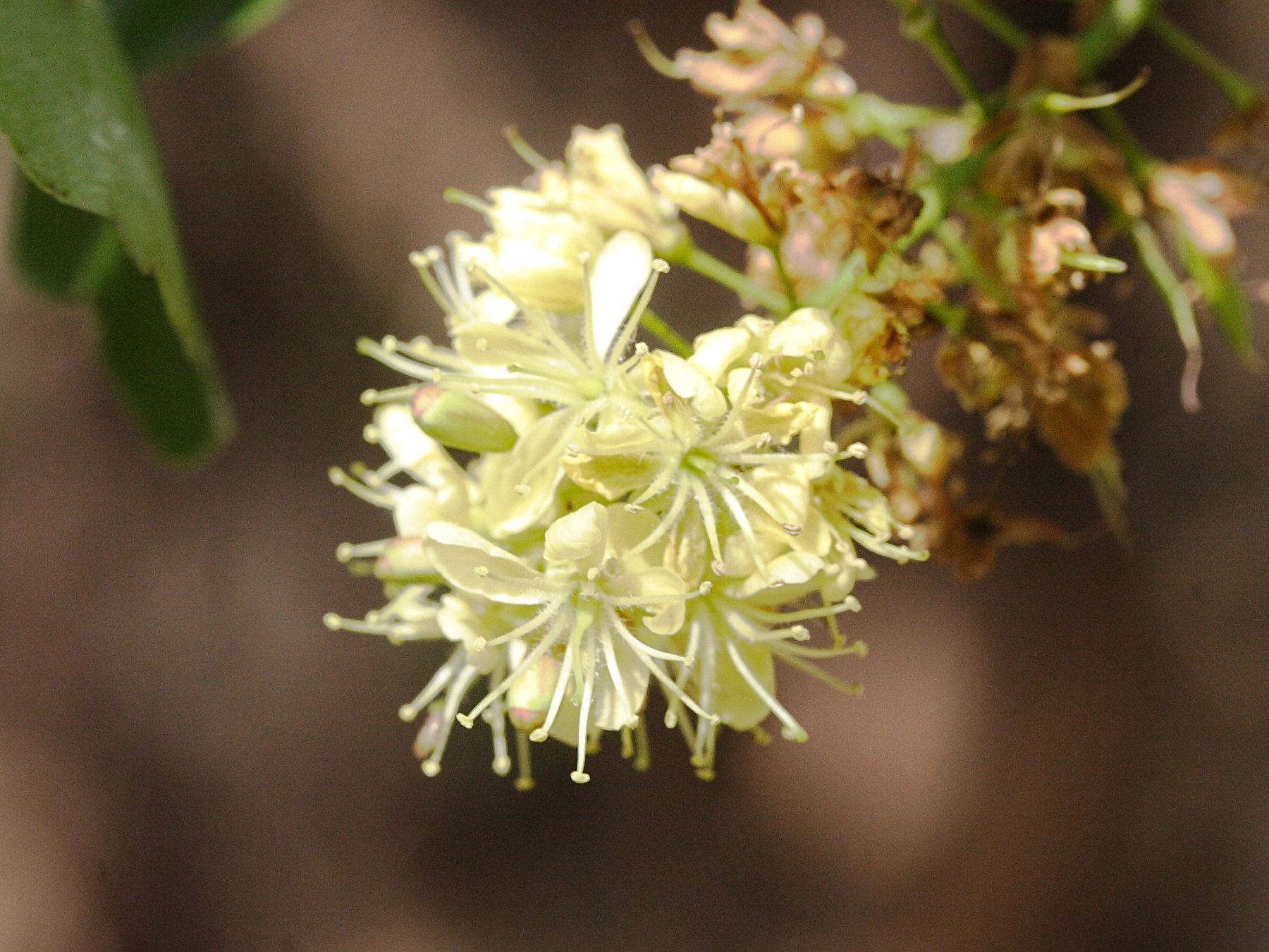 haematoxylon_campechianum4md