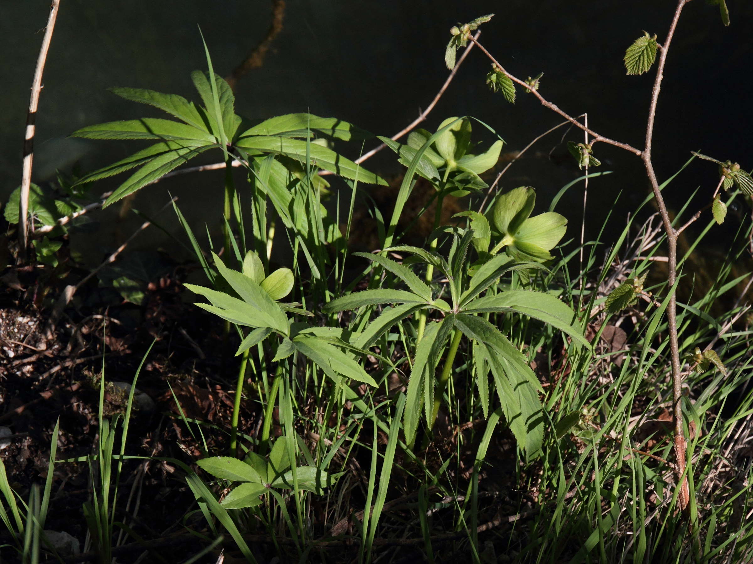 helleborus_odorus1md