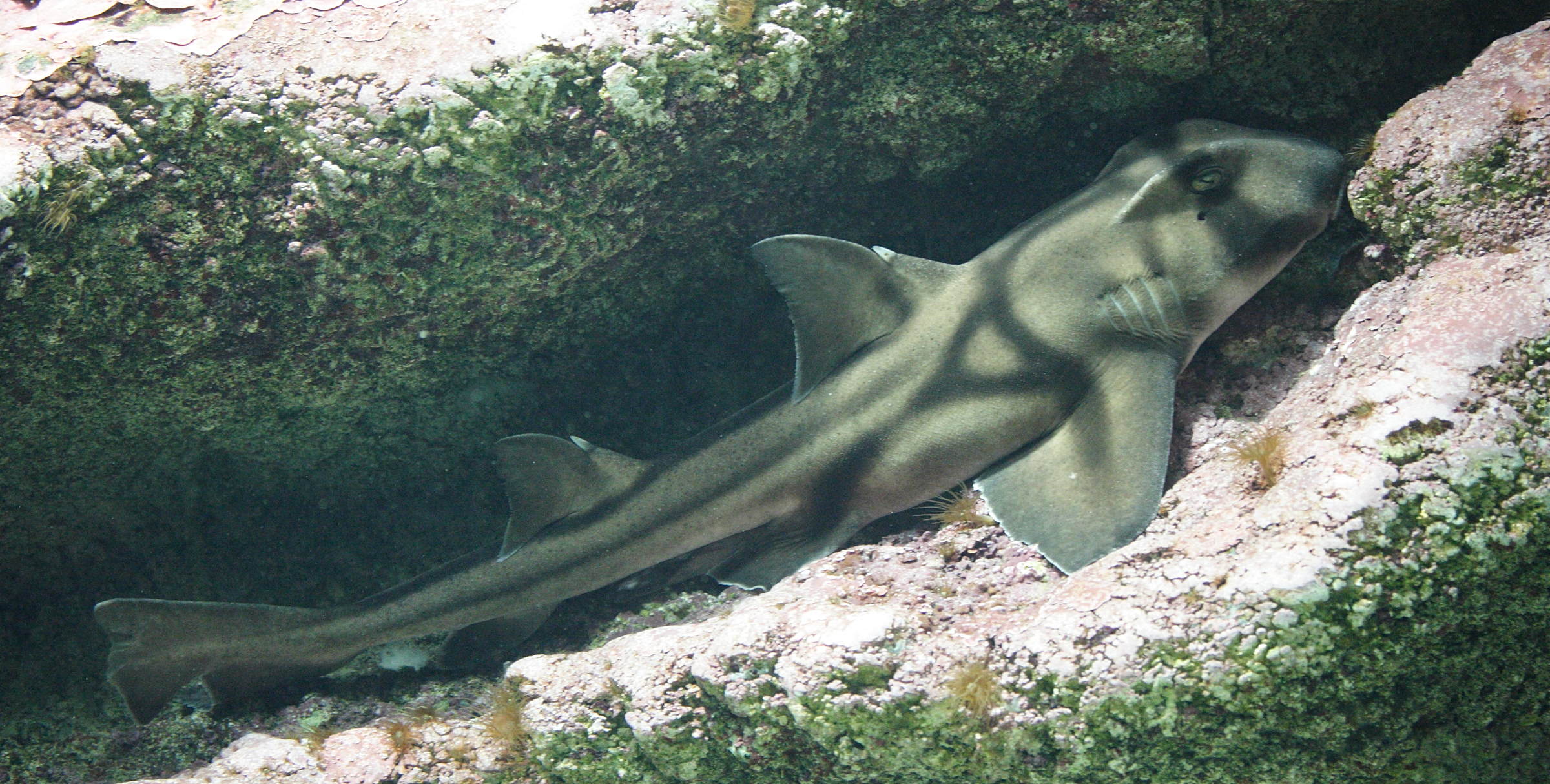 heterodontus_portusjacksoni1md