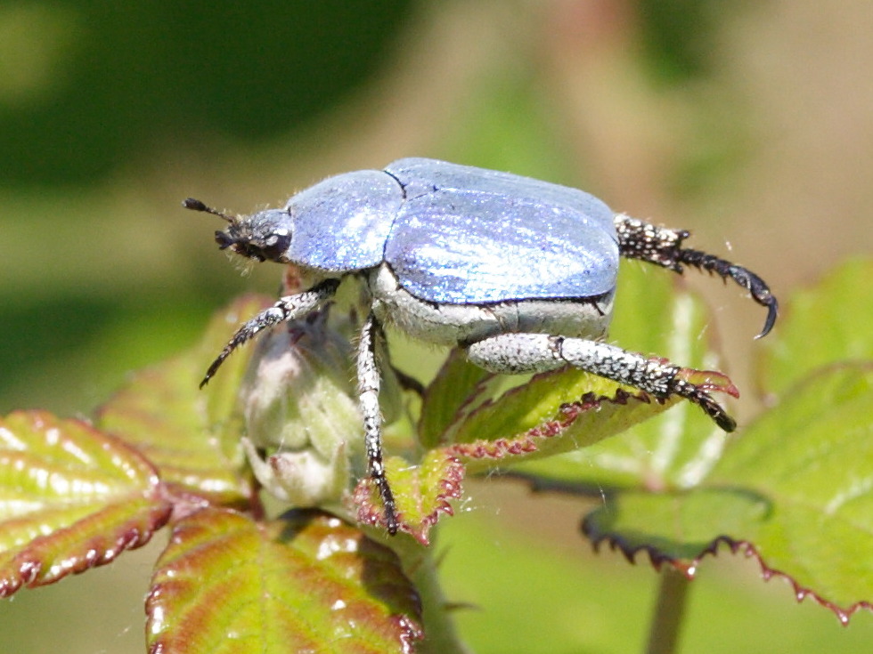hoplia_caerulea2md