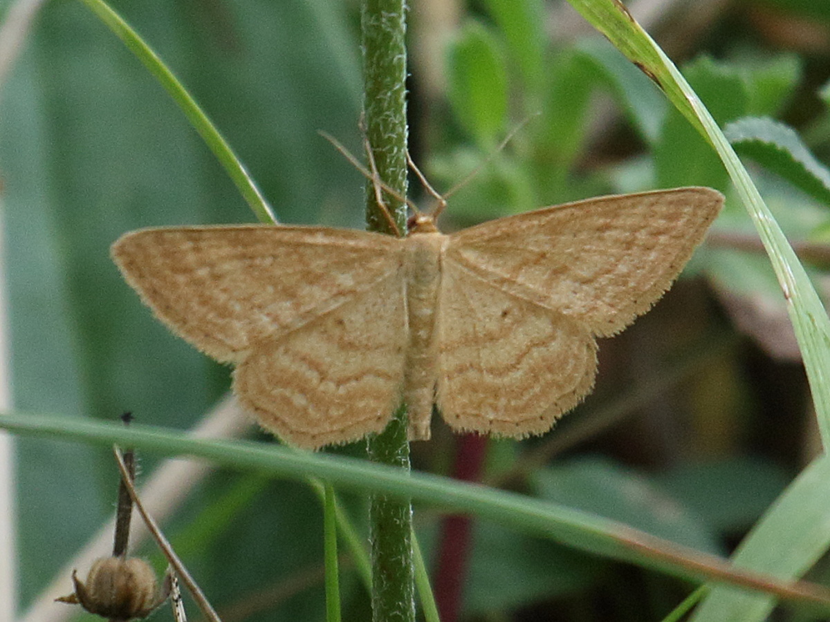 idaea_ochrata2bd