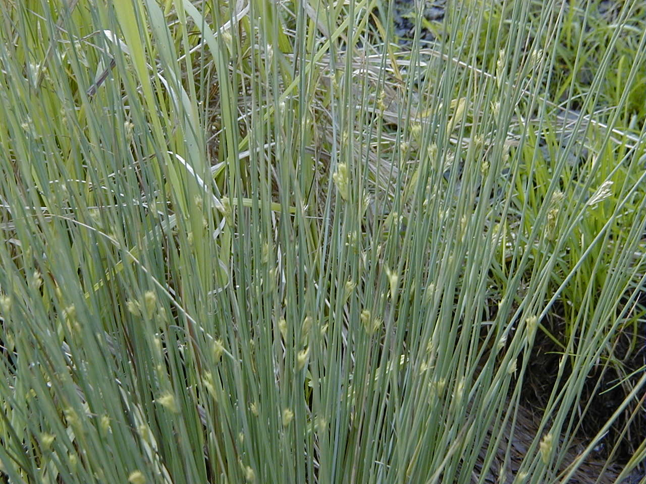 juncus_filiformis2md