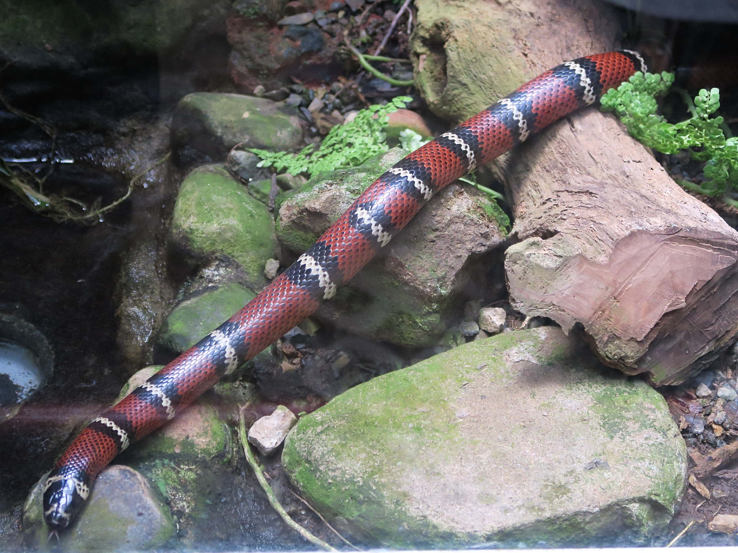 lampropeltis_triangulum_stuarti1md