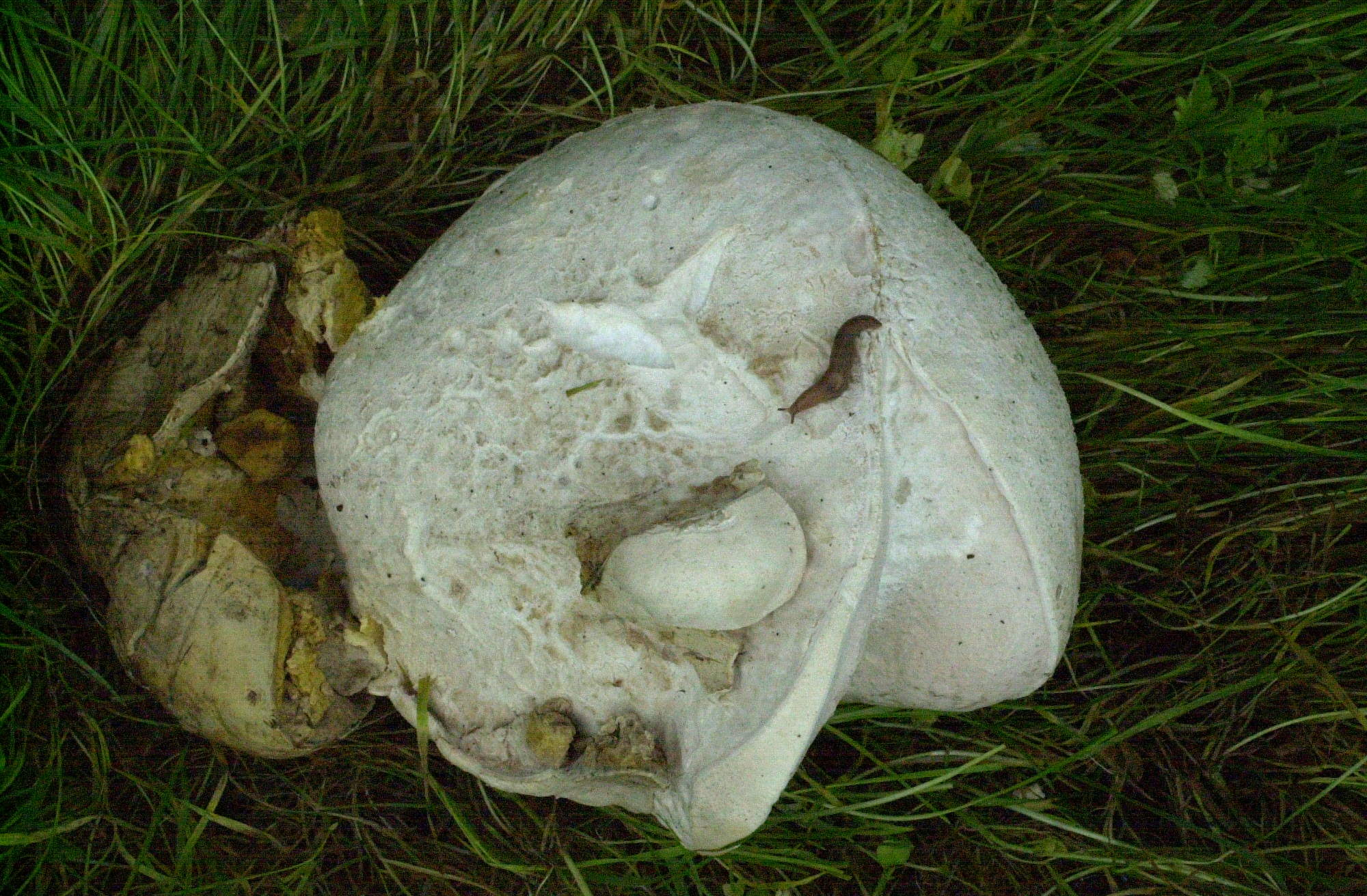 langermannia_gigantea2bd