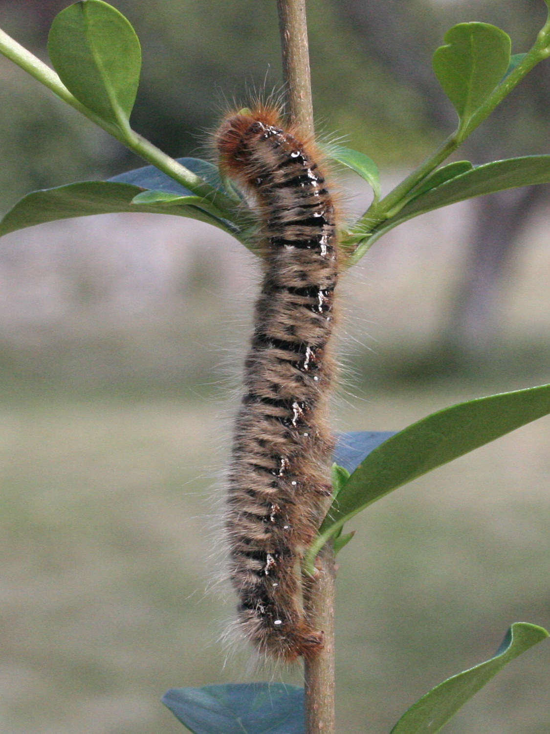 lasiocampa_quercus_ch1md