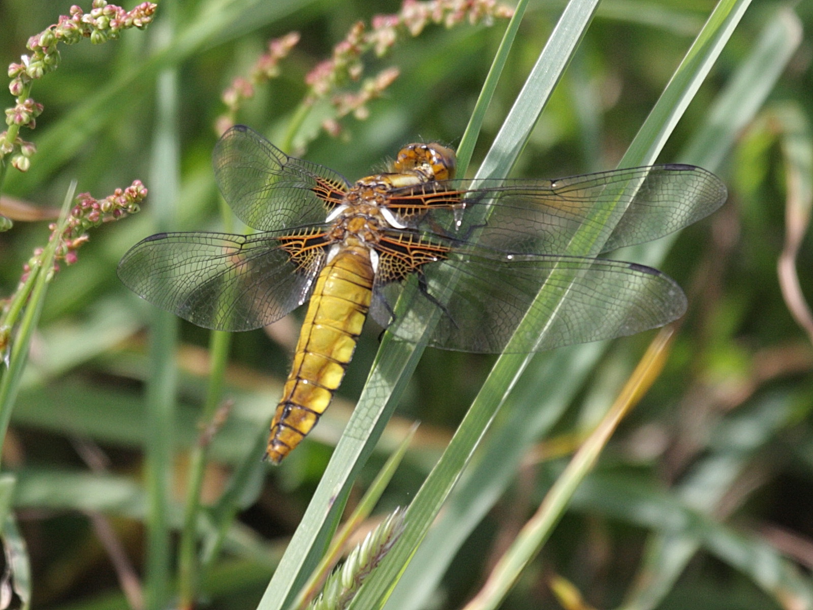 libellula_depressa2bd