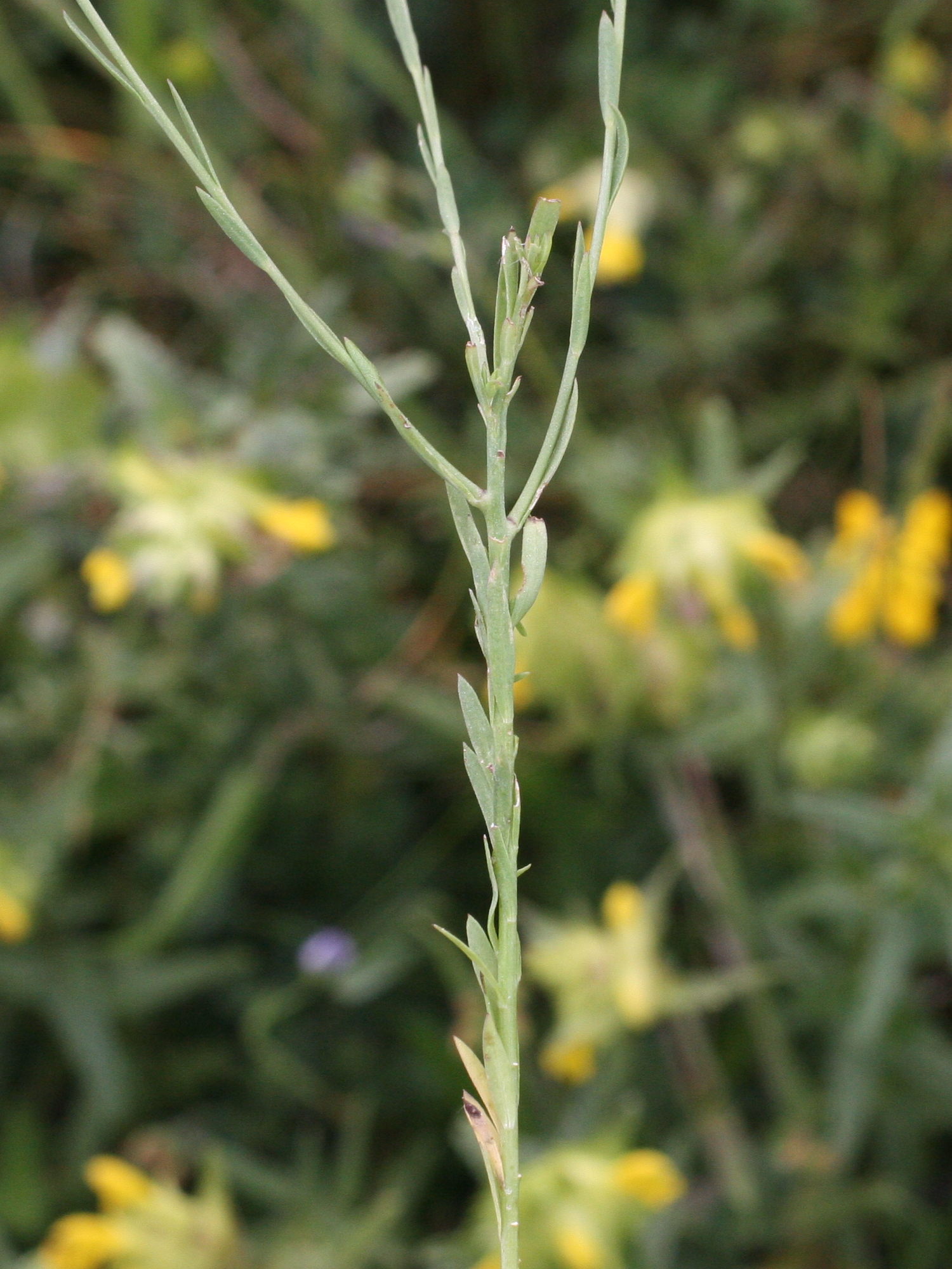 Afficher le média linum_bienne4md linum_bienne4md