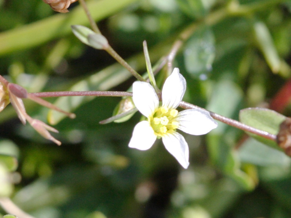 linum_catharticum1md