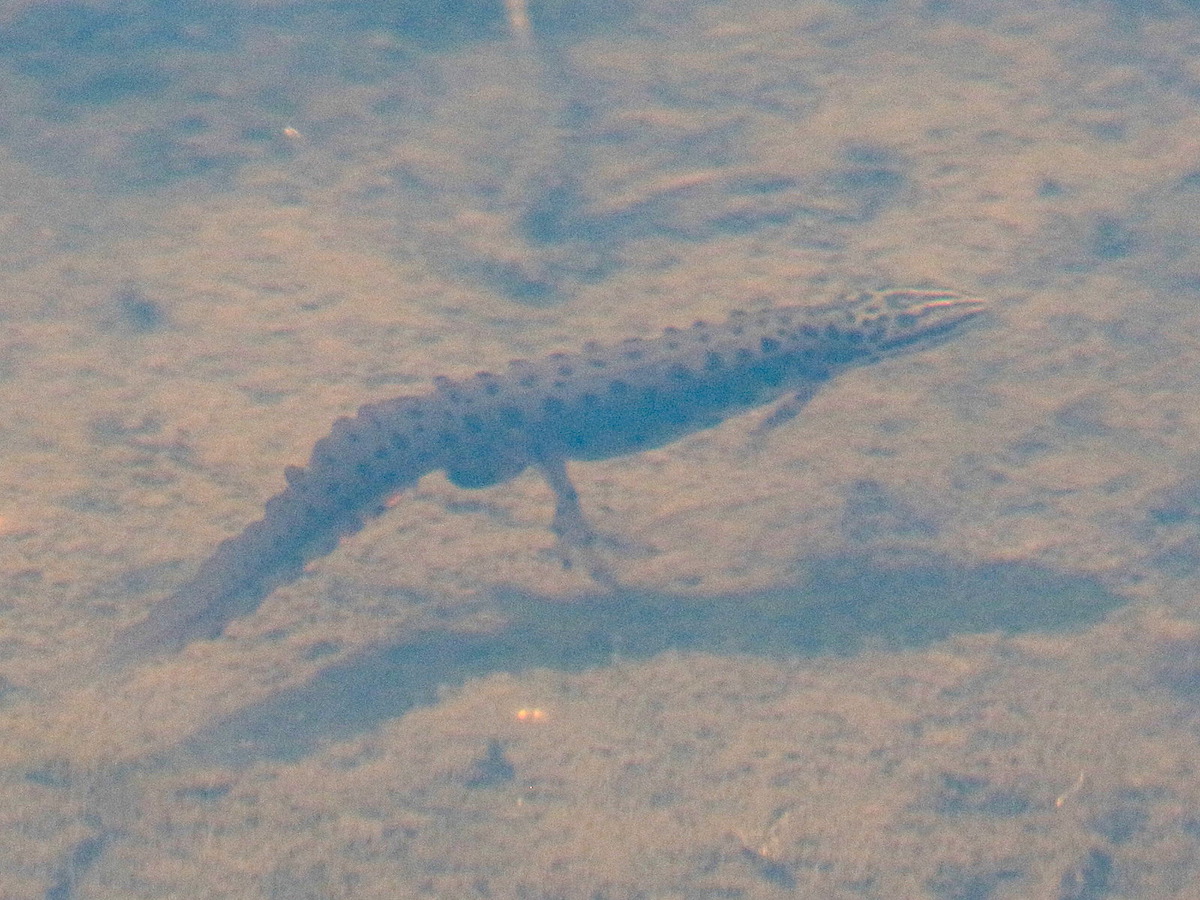 lissotriton_vulgaris5bd