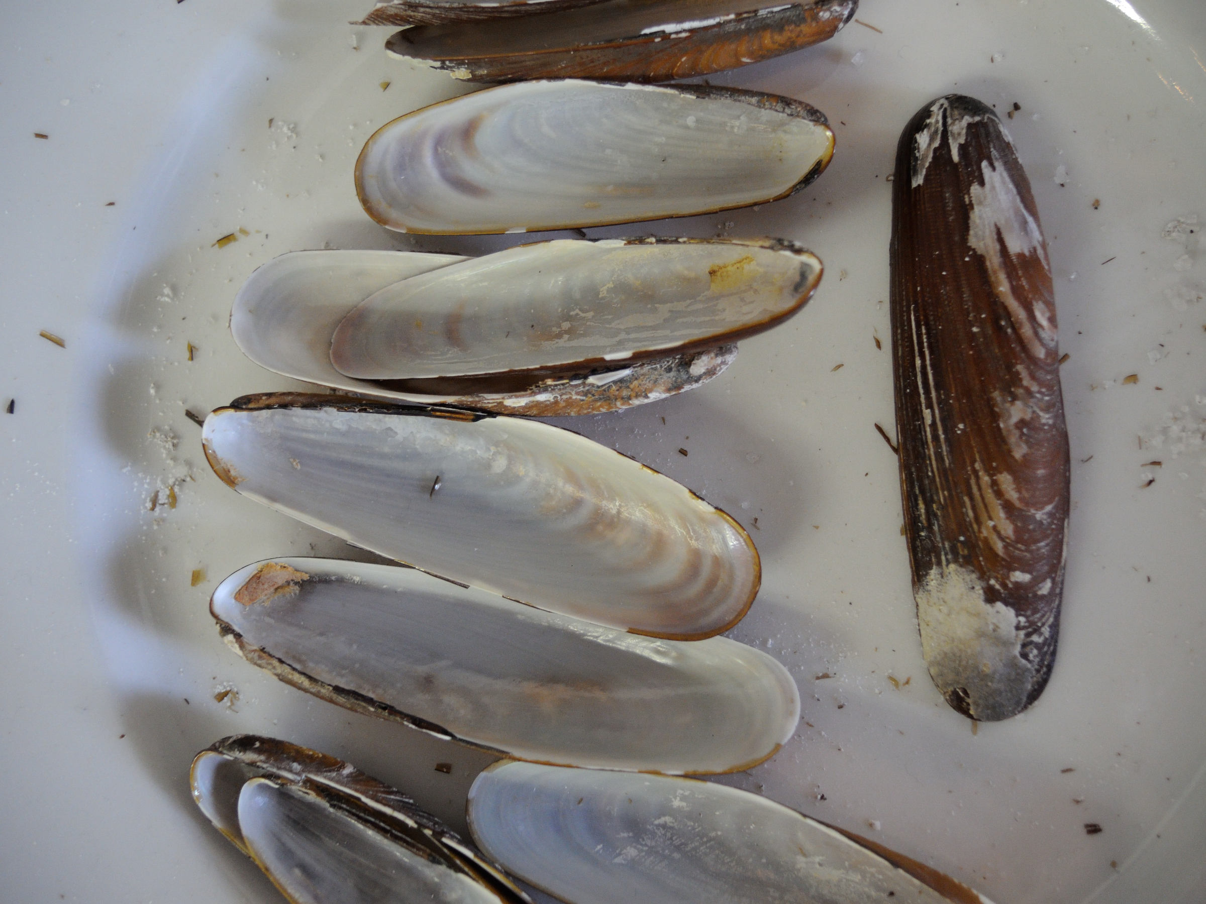 lithophaga_lithophaga1md