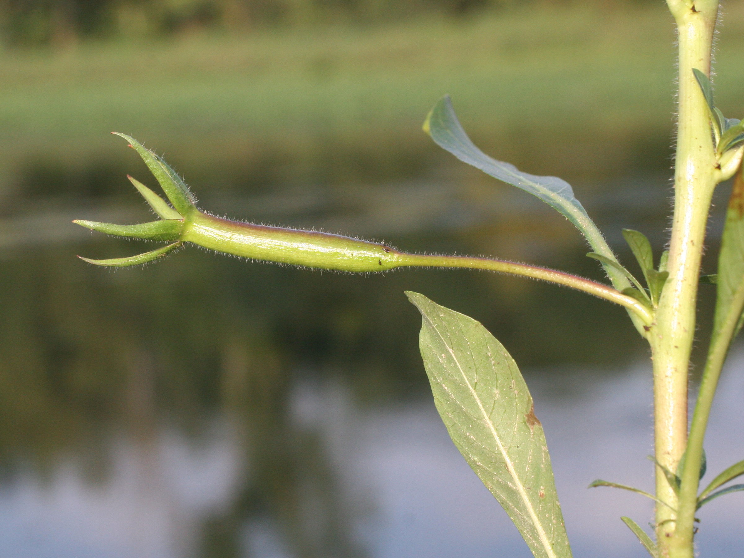 Afficher le média ludwigia_grandiflora4md ludwigia_grandiflora4md