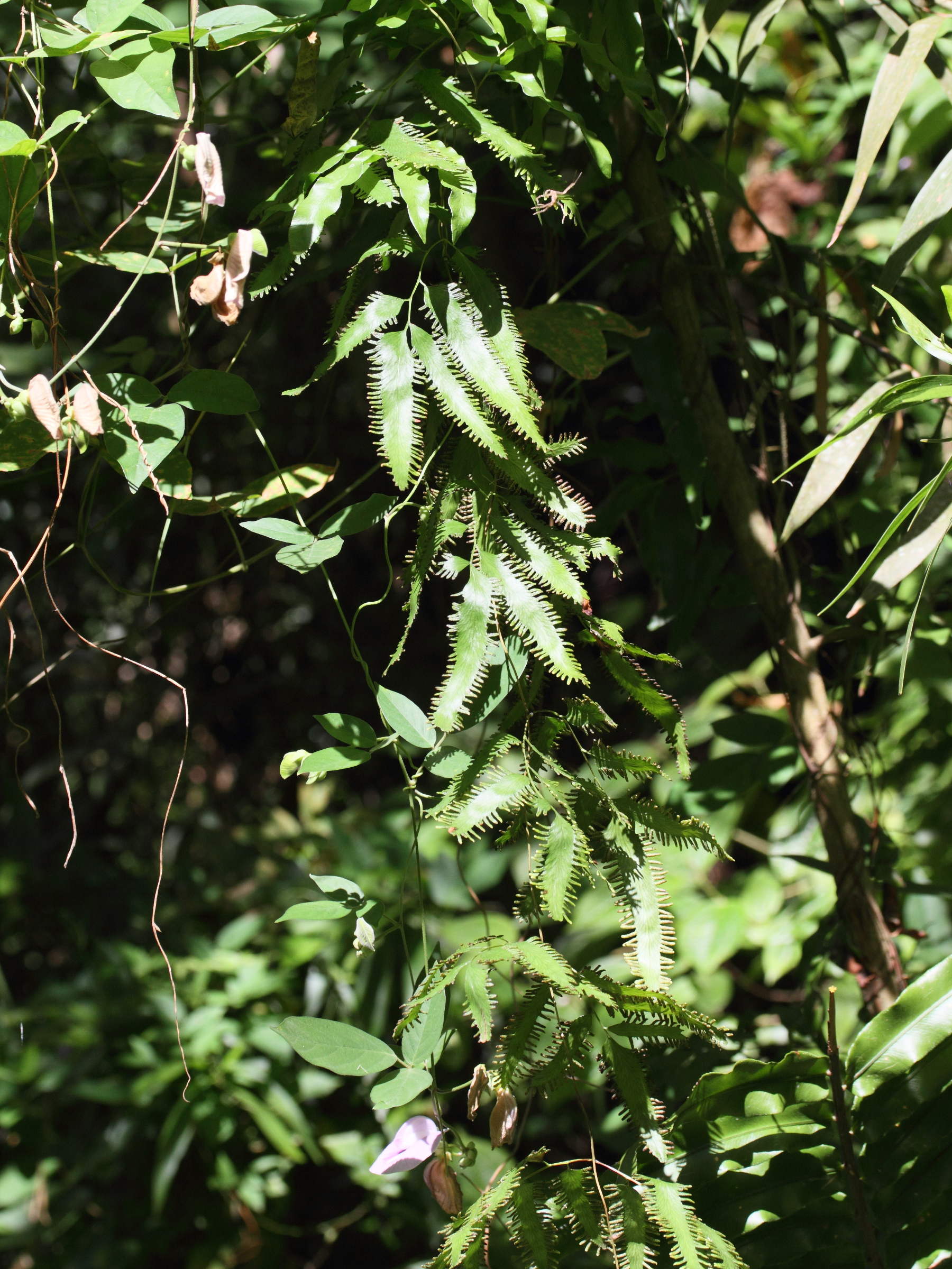 lygodium_lanceolatum2md