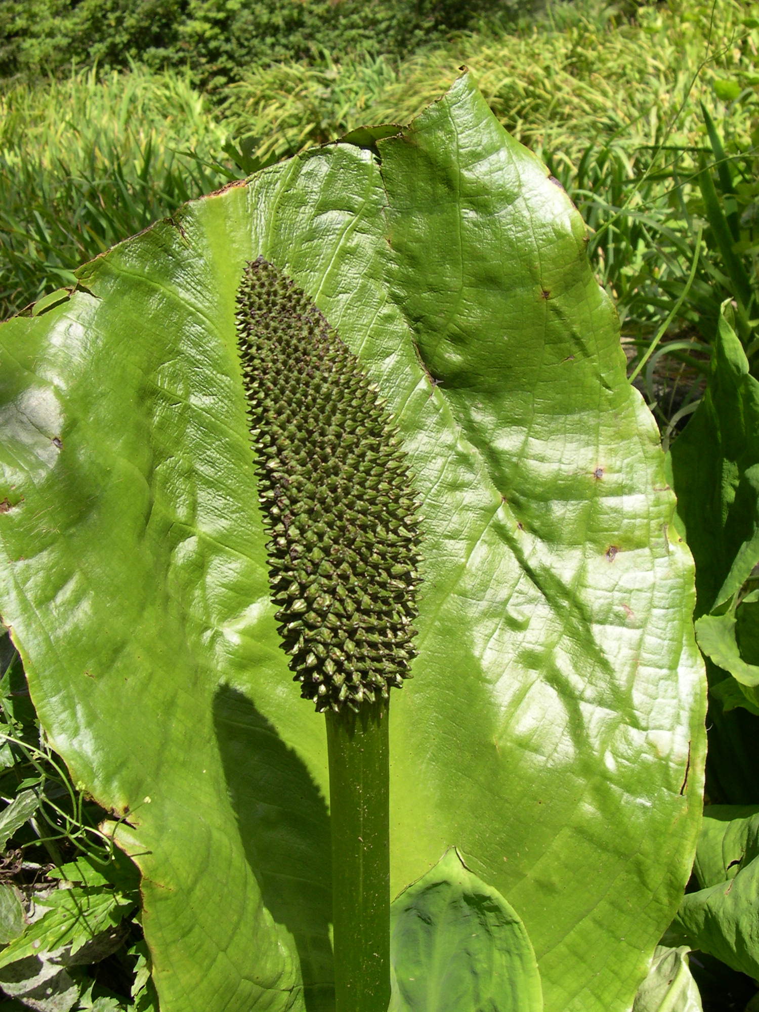 Lysichiton_americanus