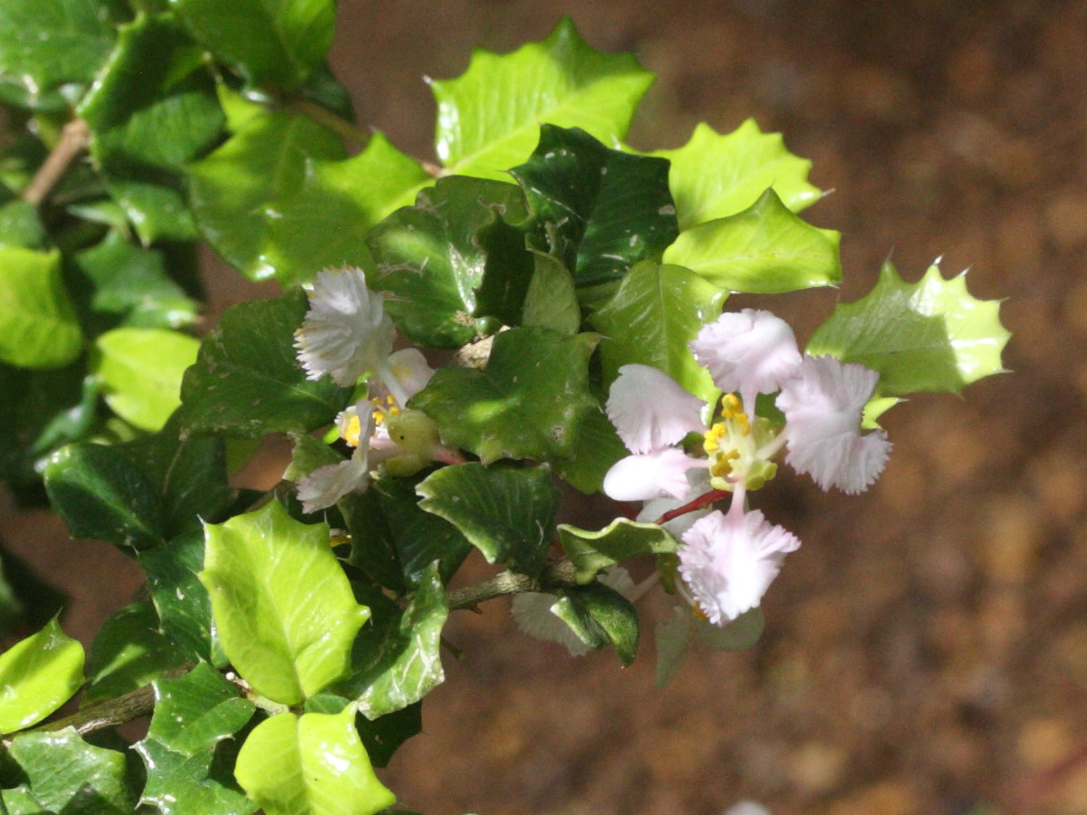 Afficher le média malpighia_coccigera2md malpighia_coccigera2md