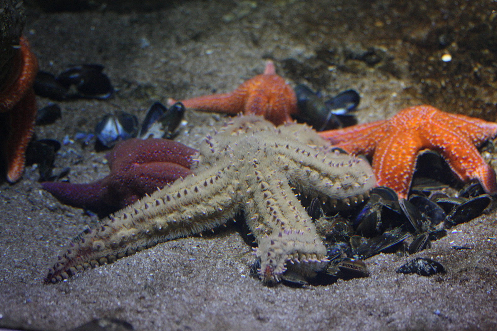 marthasterias_glacialis1md