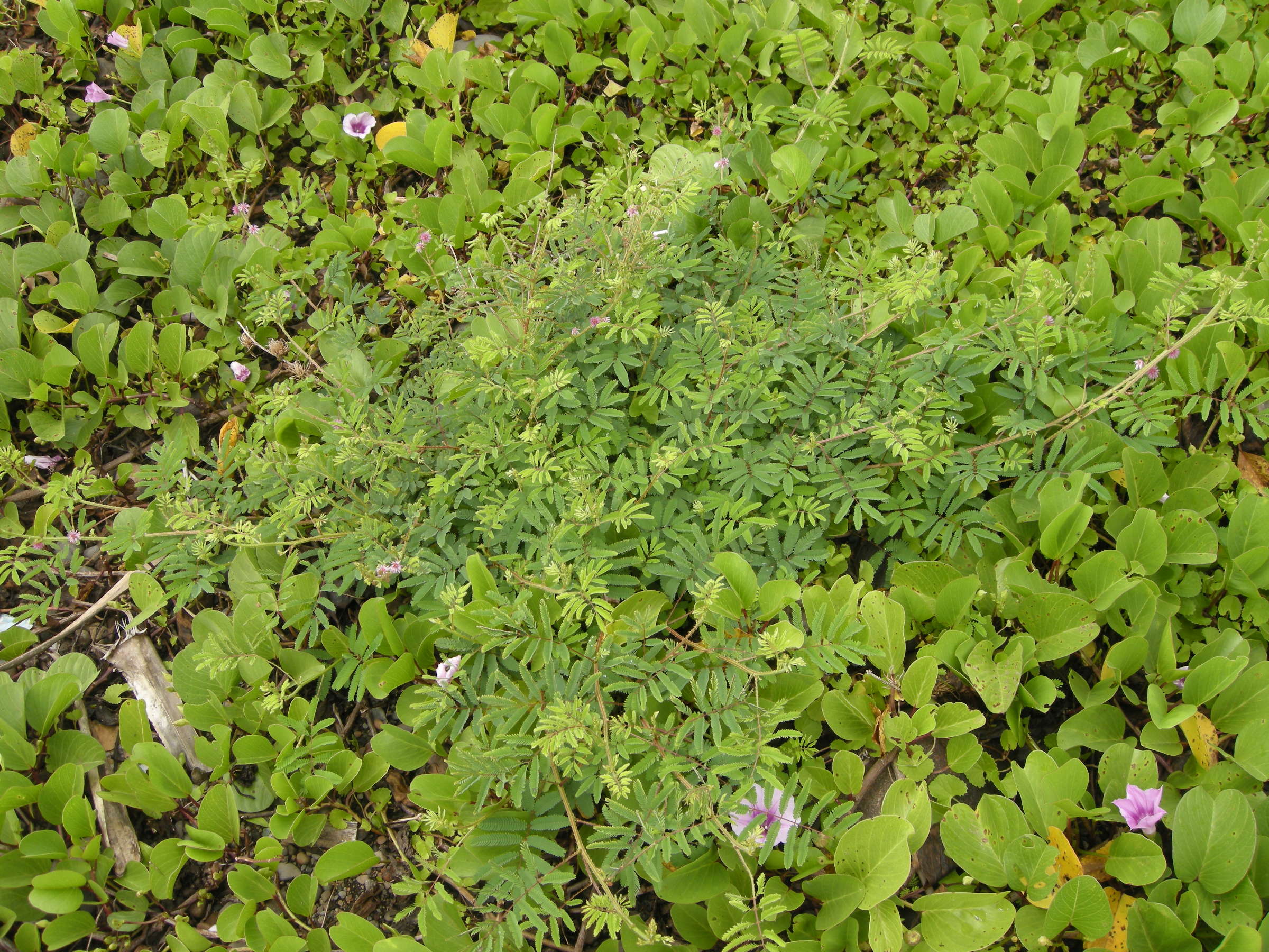 mimosa_diplotricha2md