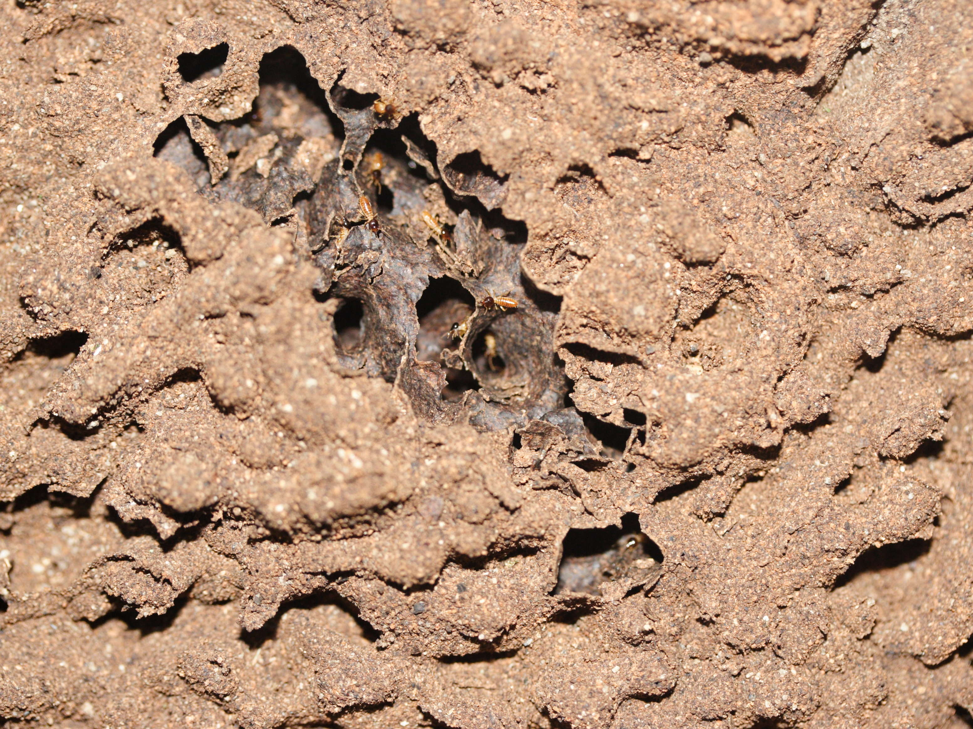 nasutitermes_corniger1md