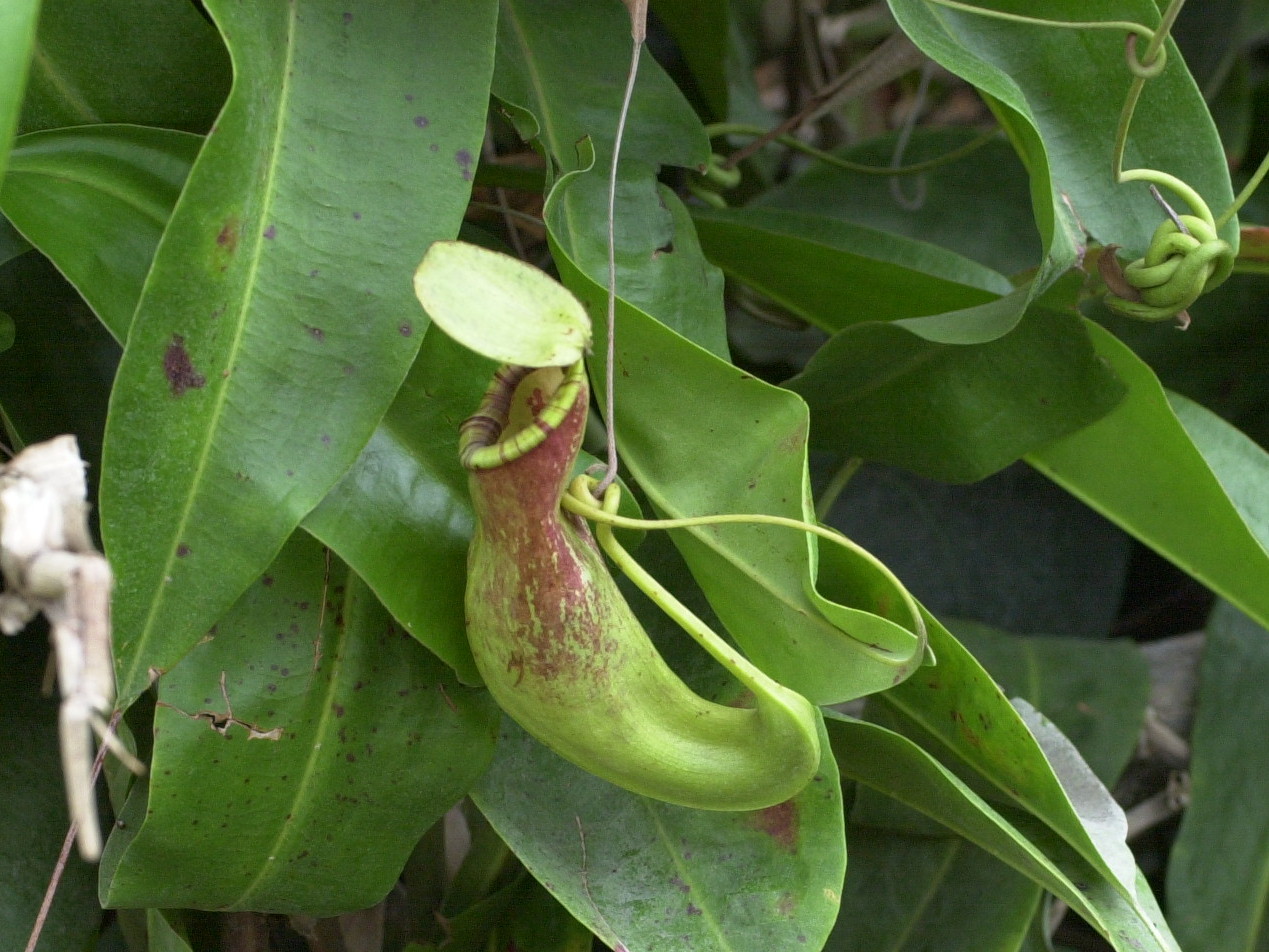 nepenthes_x_coccinea3md